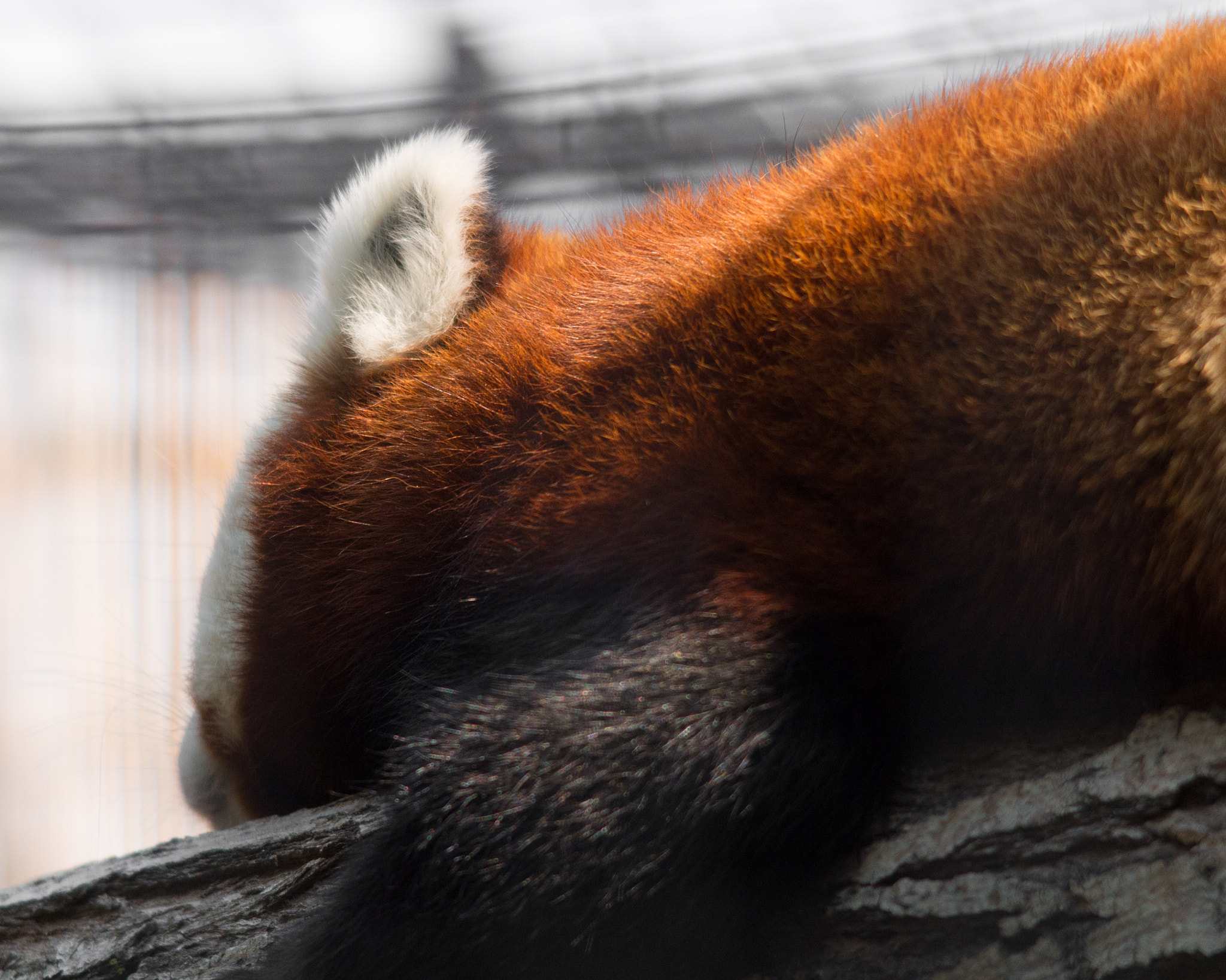Sigma 150-500mm F5-6.3 DG OS HSM sample photo. Red panda photography