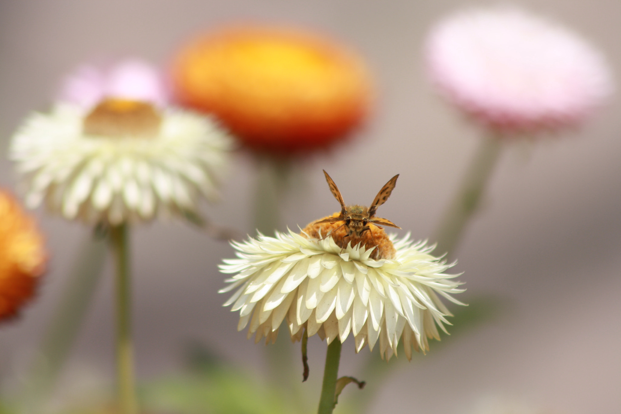 Canon EOS 1000D (EOS Digital Rebel XS / EOS Kiss F) sample photo. Insect on a flower photography