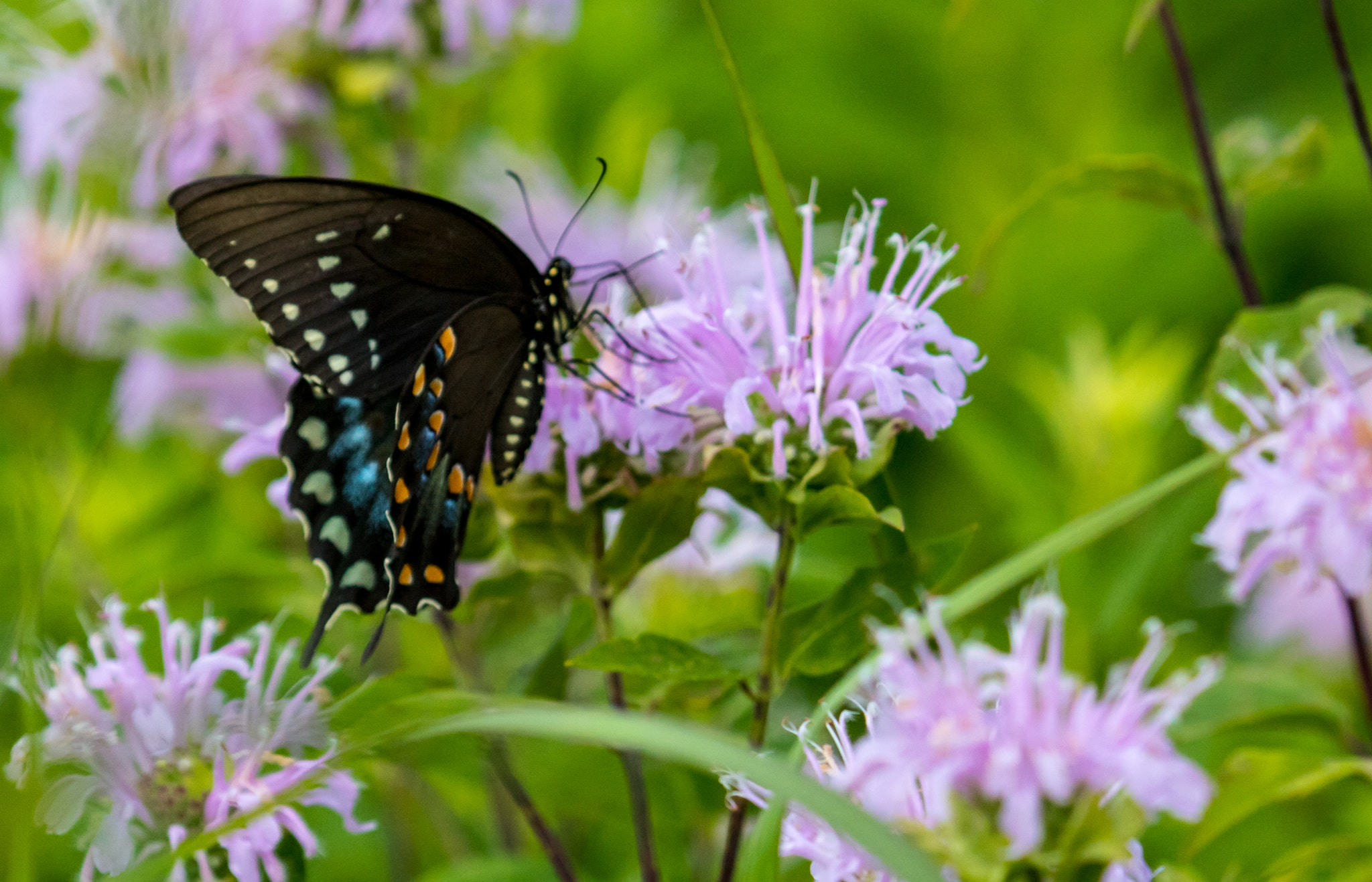 Canon EOS 750D (EOS Rebel T6i / EOS Kiss X8i) + Canon EF 100-400mm F4.5-5.6L IS USM sample photo. Eastern black swallowtail photography