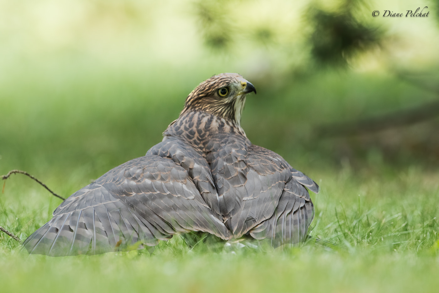 Canon EF 300mm F2.8L IS II USM sample photo. Difficult moments of learning for young hawk photography