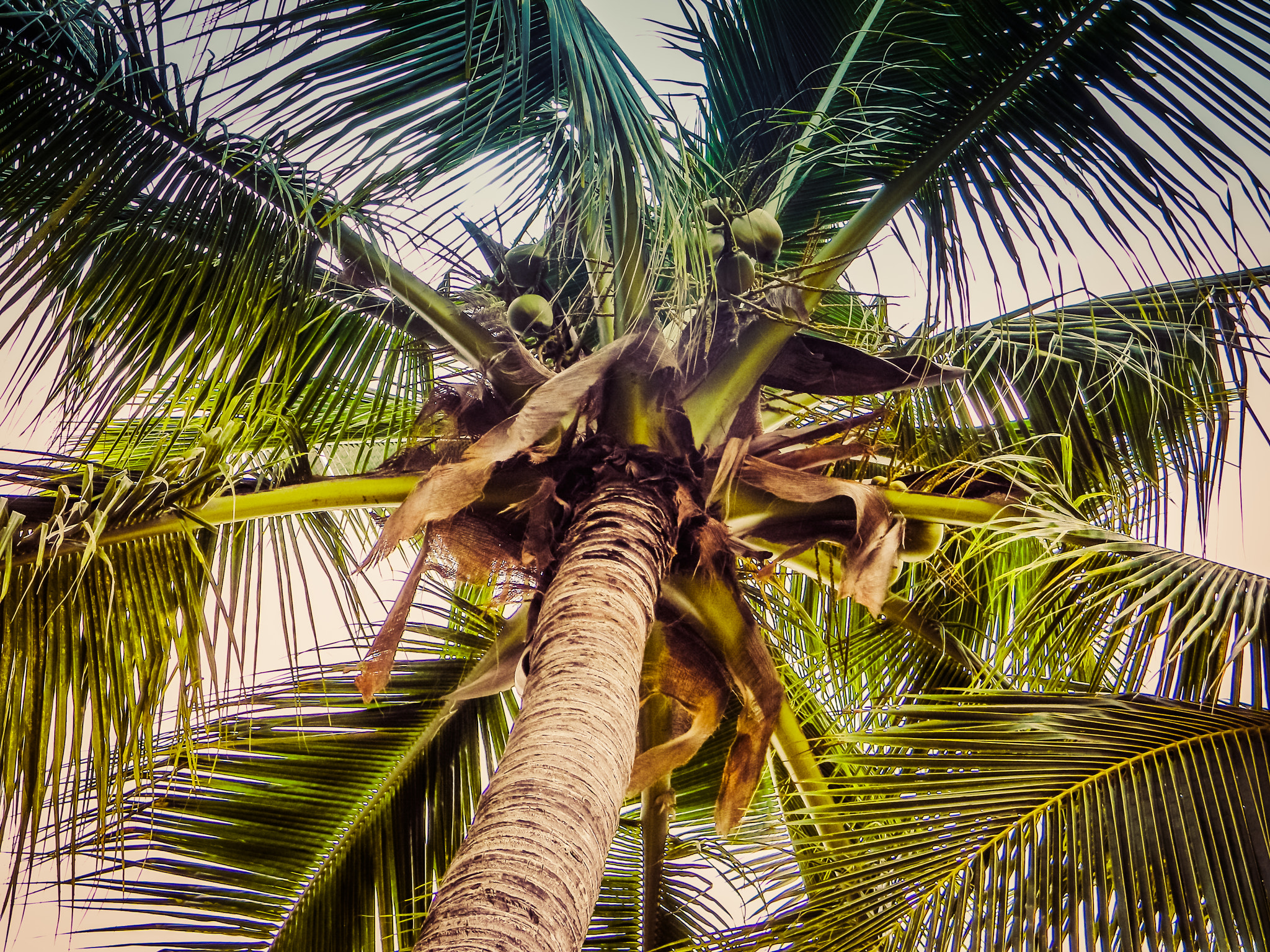 Nikon COOLPIX L105 sample photo. Palm tree photography