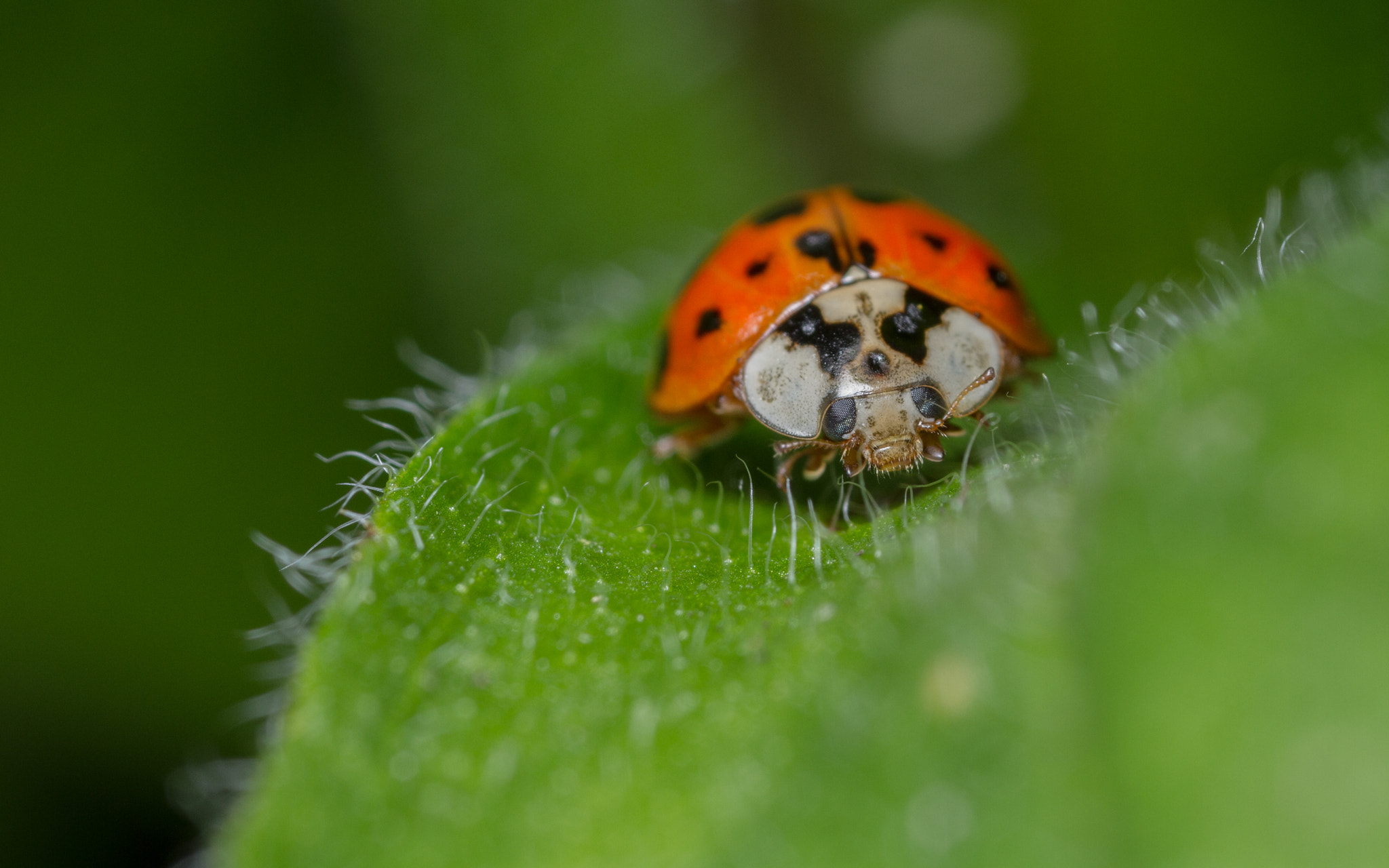Canon MP-E 65mm F2.5 1-5x Macro Photo sample photo. Harlequin ladybird (harmonia axyrids) photography