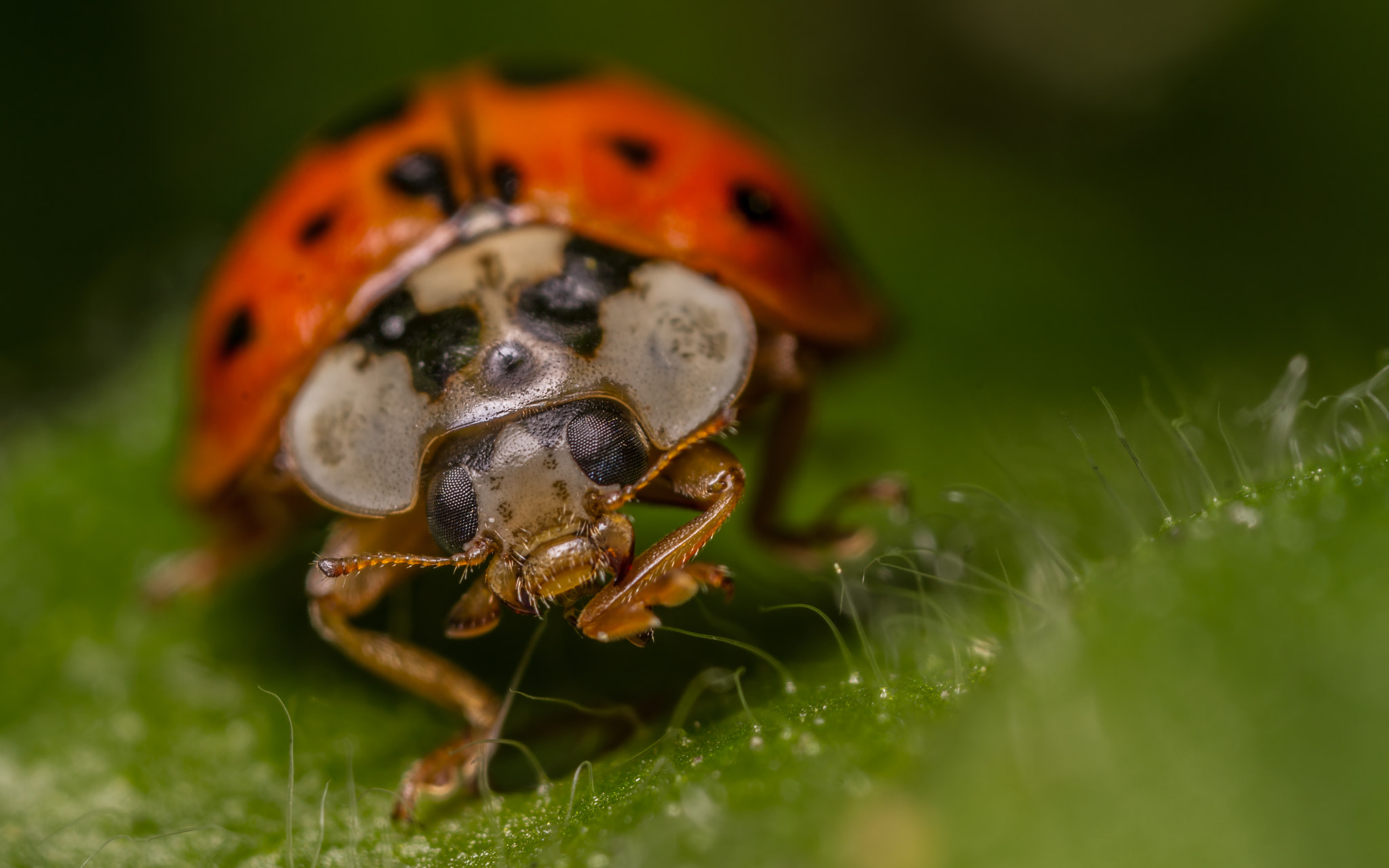 Canon MP-E 65mm F2.5 1-5x Macro Photo sample photo. Harlequin ladybird (harmonia axyrids) photography