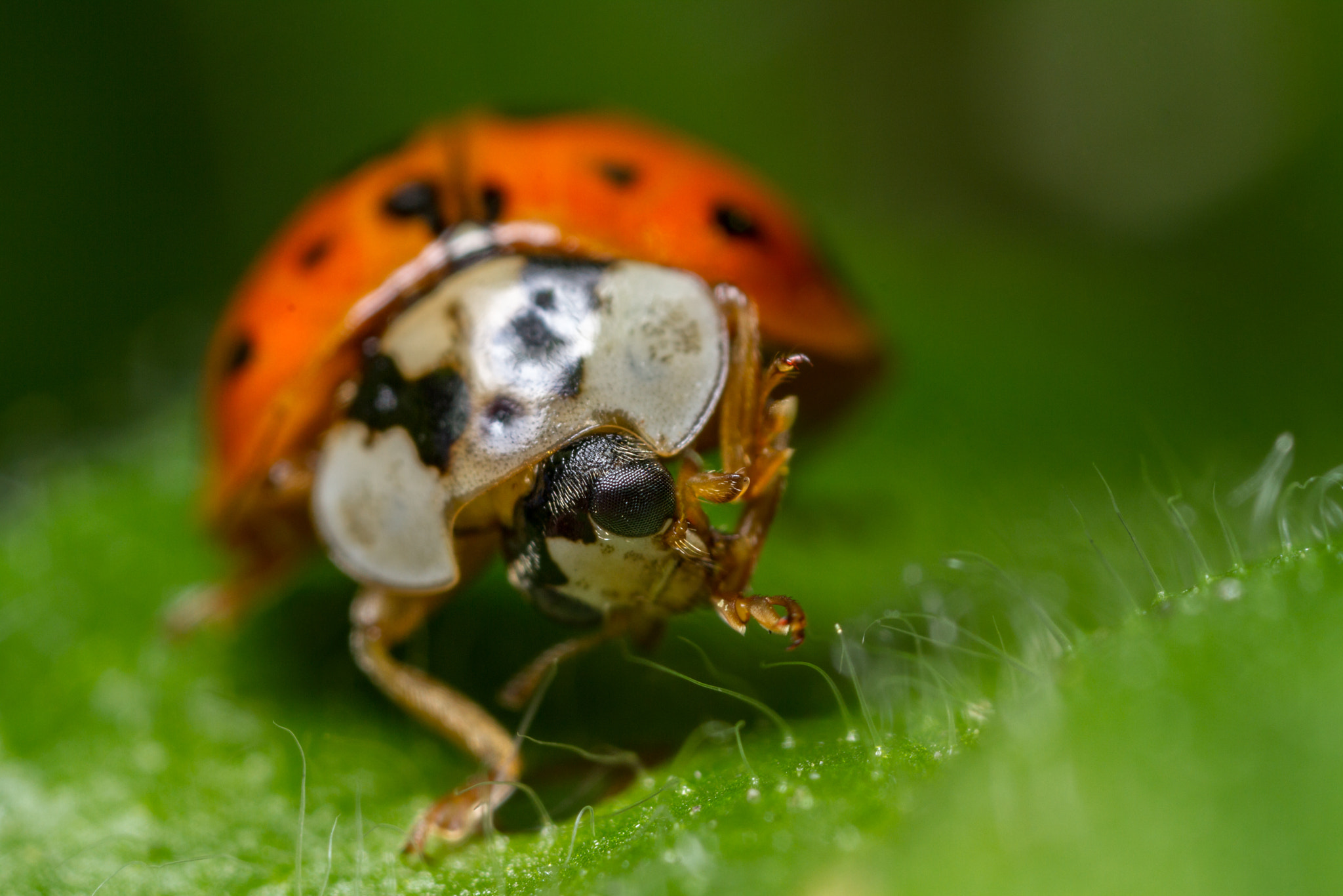 Canon MP-E 65mm F2.5 1-5x Macro Photo sample photo. Harlequin ladybird (harmonia axyrids) photography