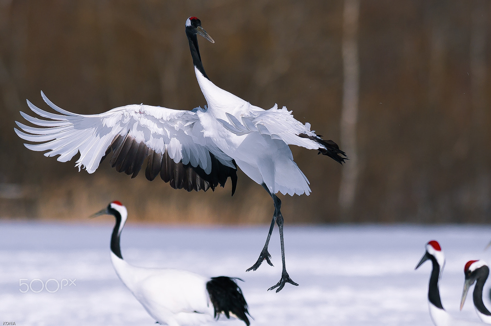 Nikon AF-S Nikkor 400mm F2.8G ED VR II sample photo. 28068119824.jpg tntyou photography