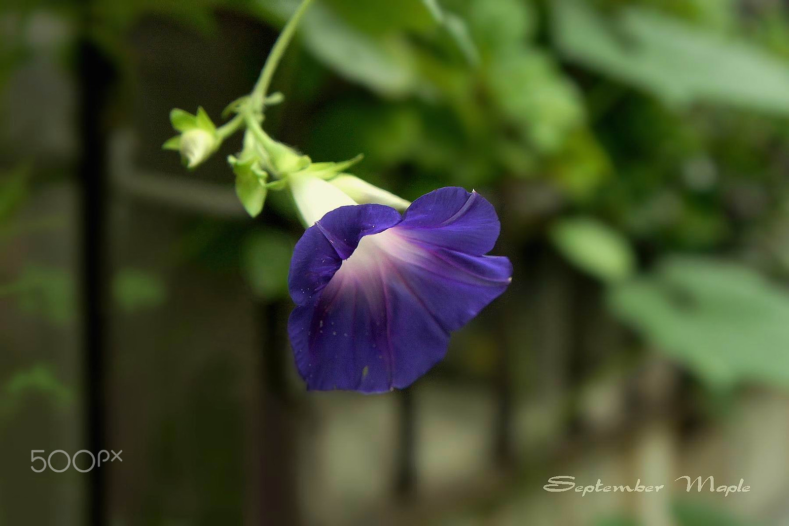 Sony NEX-5C sample photo. 牵牛花 1 photography