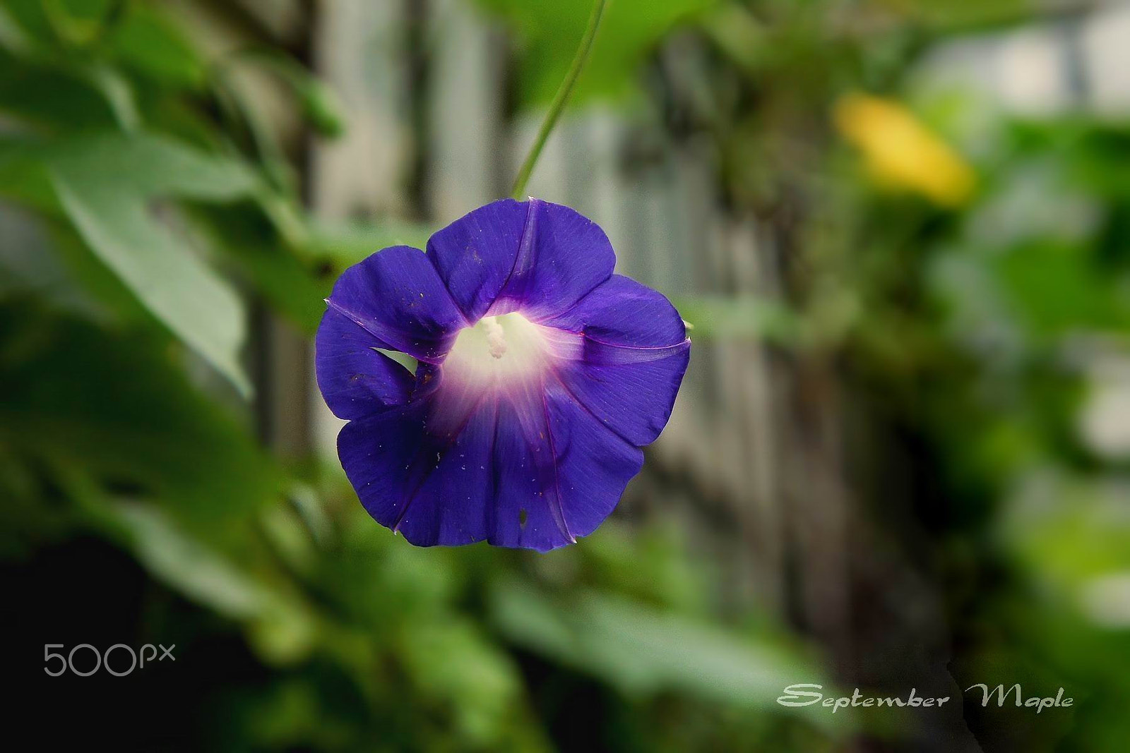 Sony NEX-5C sample photo. 牵牛花 2 photography