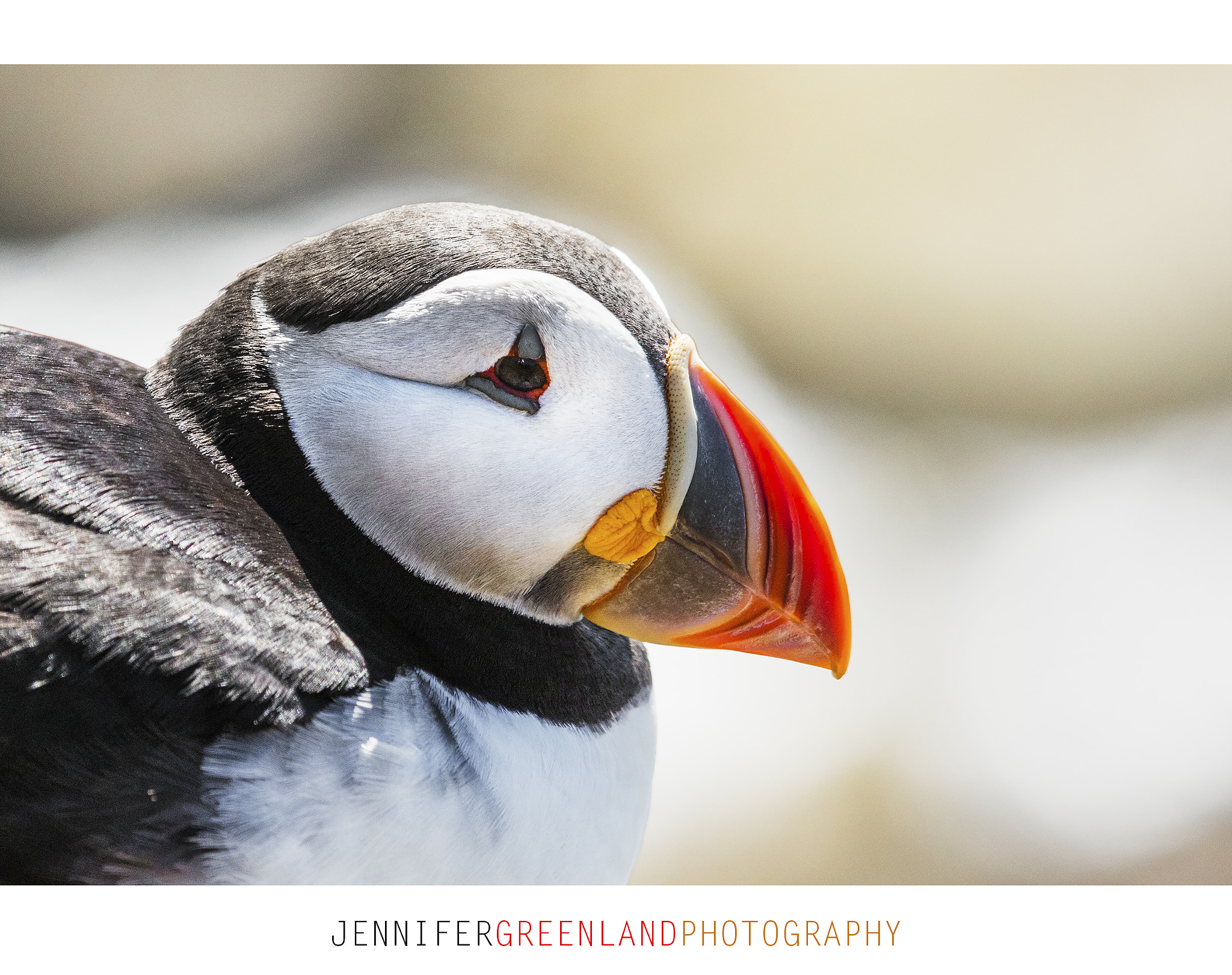 Canon EF 100-400mm F4.5-5.6L IS USM sample photo. Puffin head. photography