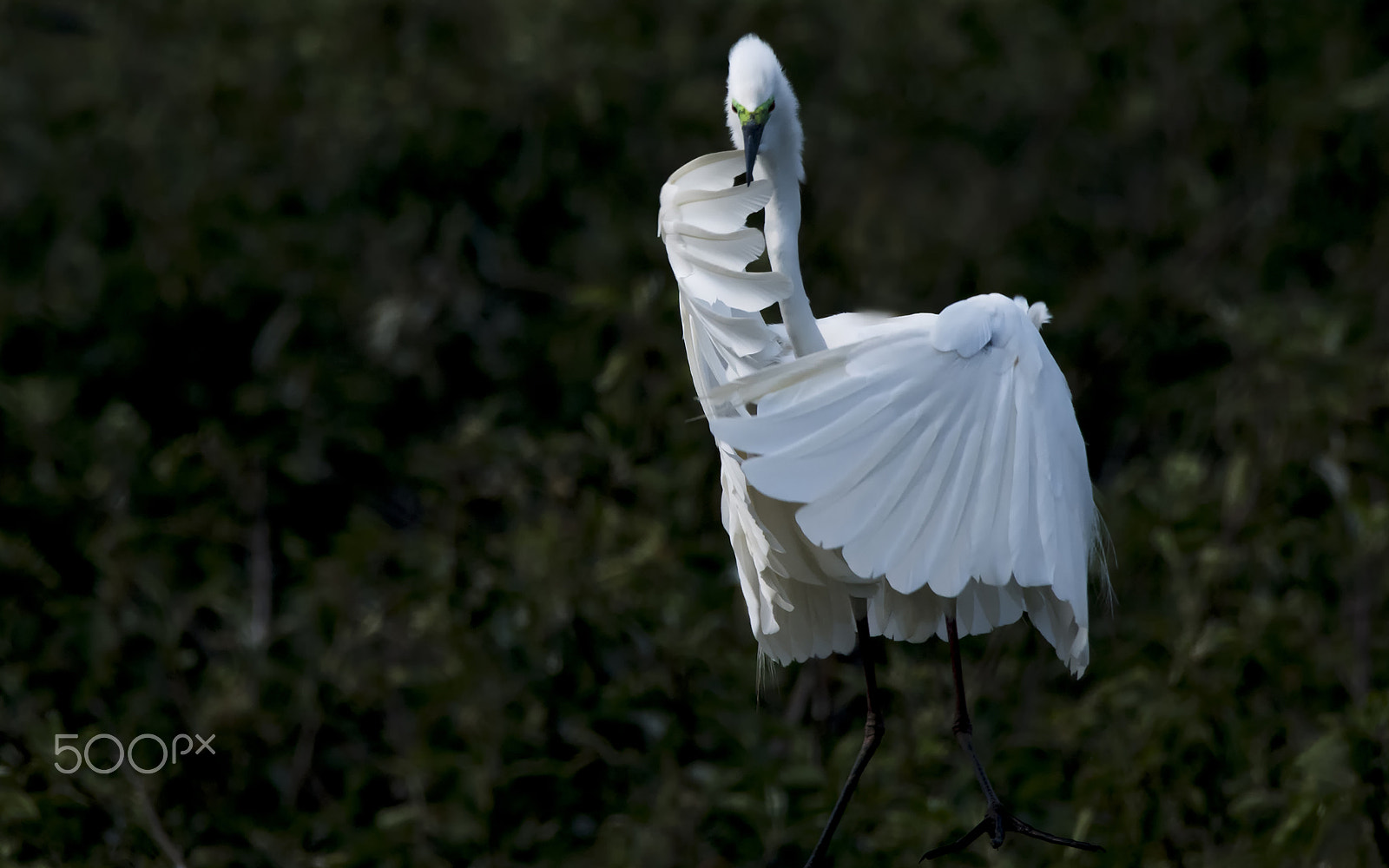 Sigma 150-600mm F5-6.3 DG OS HSM | S sample photo. “meditator” photography