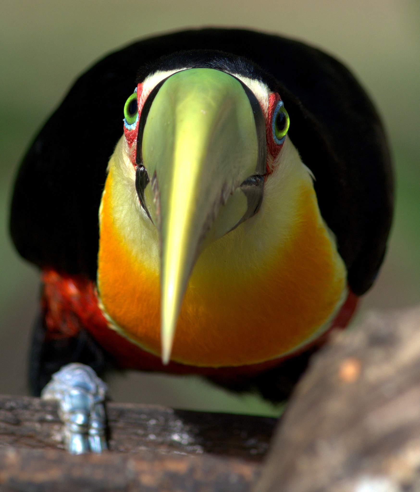 Nikon D7100 sample photo. Tucano de bico verde - ramphastos dicolorus - red-breasted toucan photography