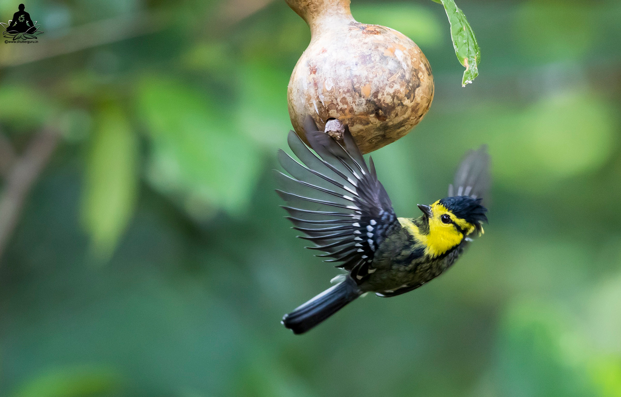 Canon EF 300mm F2.8L IS II USM sample photo. Yellow-cheeked tit (parus spilonotus)  photography