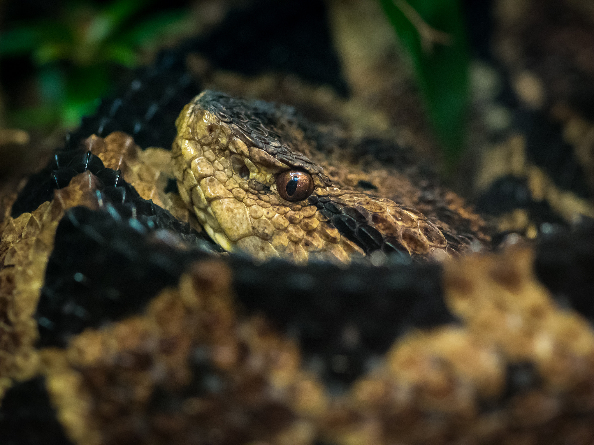 Olympus OM-D E-M1 + OLYMPUS 50mm Lens sample photo. Jumping viper (atropoides nummifer) photography