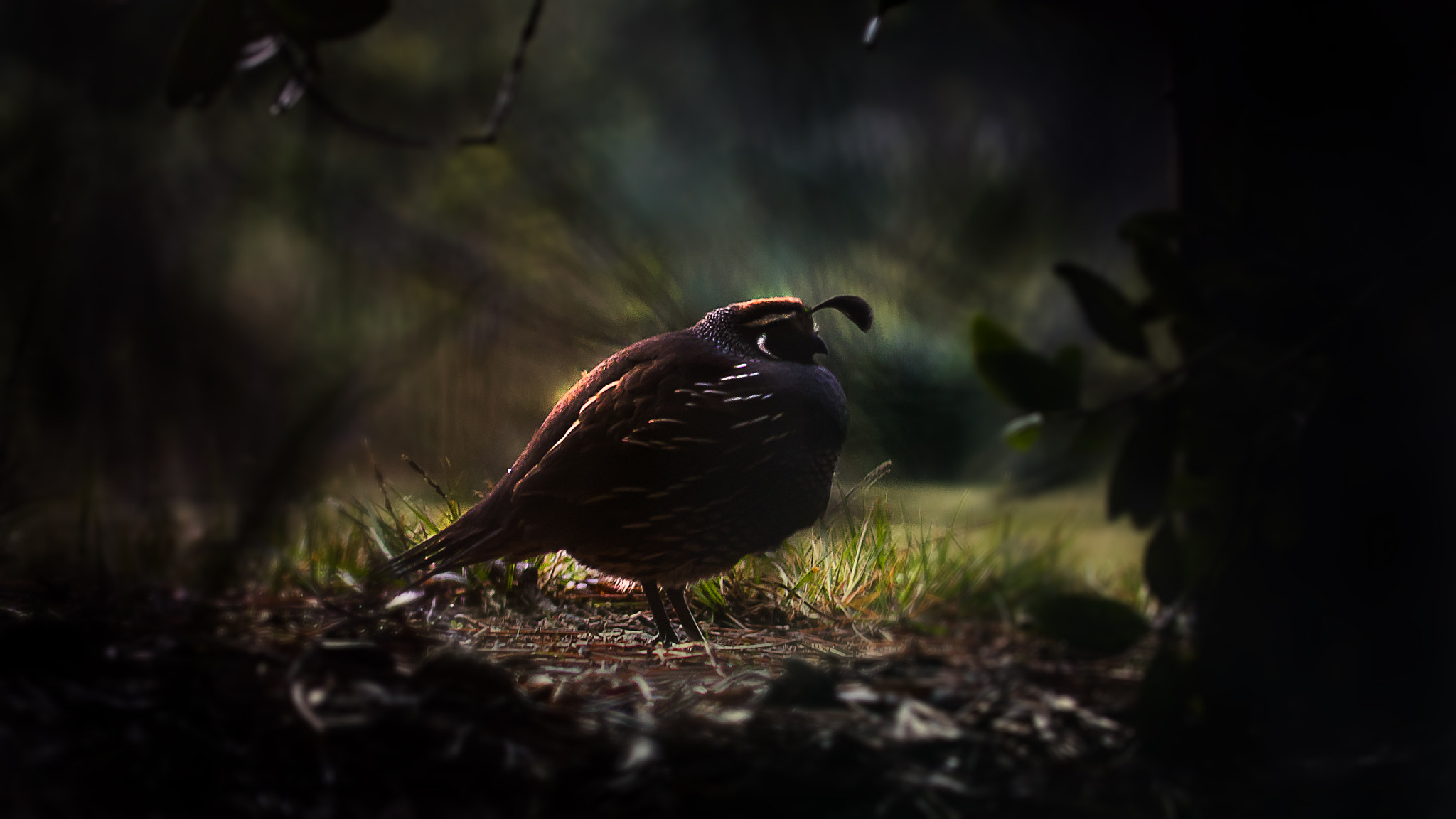 Panasonic Lumix DMC-GH4 + Panasonic Lumix G Vario 45-200mm F4-5.6 OIS sample photo. Californian quail photography