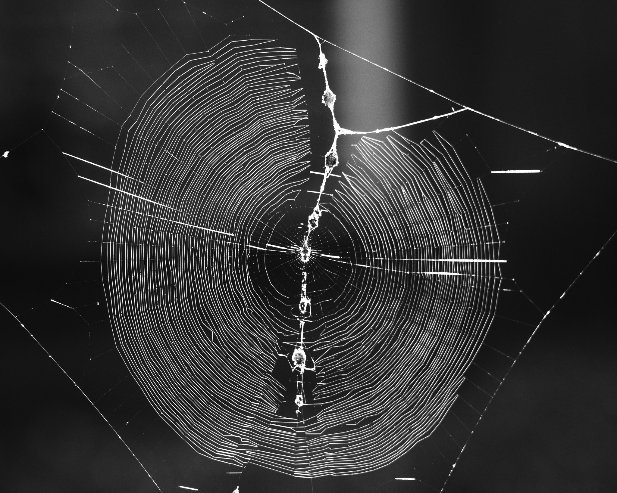 Pentax K-30 + Pentax smc DA 70mm F2.4 AL Limited sample photo. Spider buddy lining up his kills photography