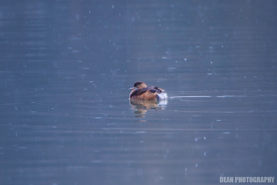 Canon EOS-1D Mark IV sample photo. Snow photography