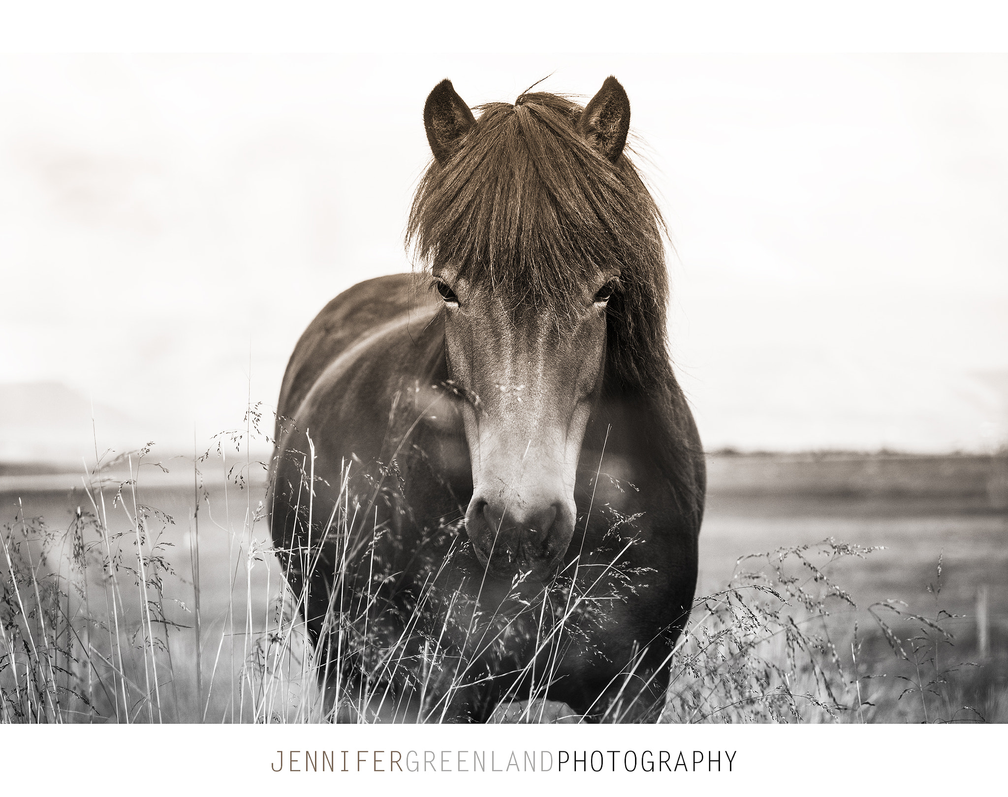 Canon EOS 5DS R + Canon EF 100-400mm F4.5-5.6L IS USM sample photo. Icelandic horse photography