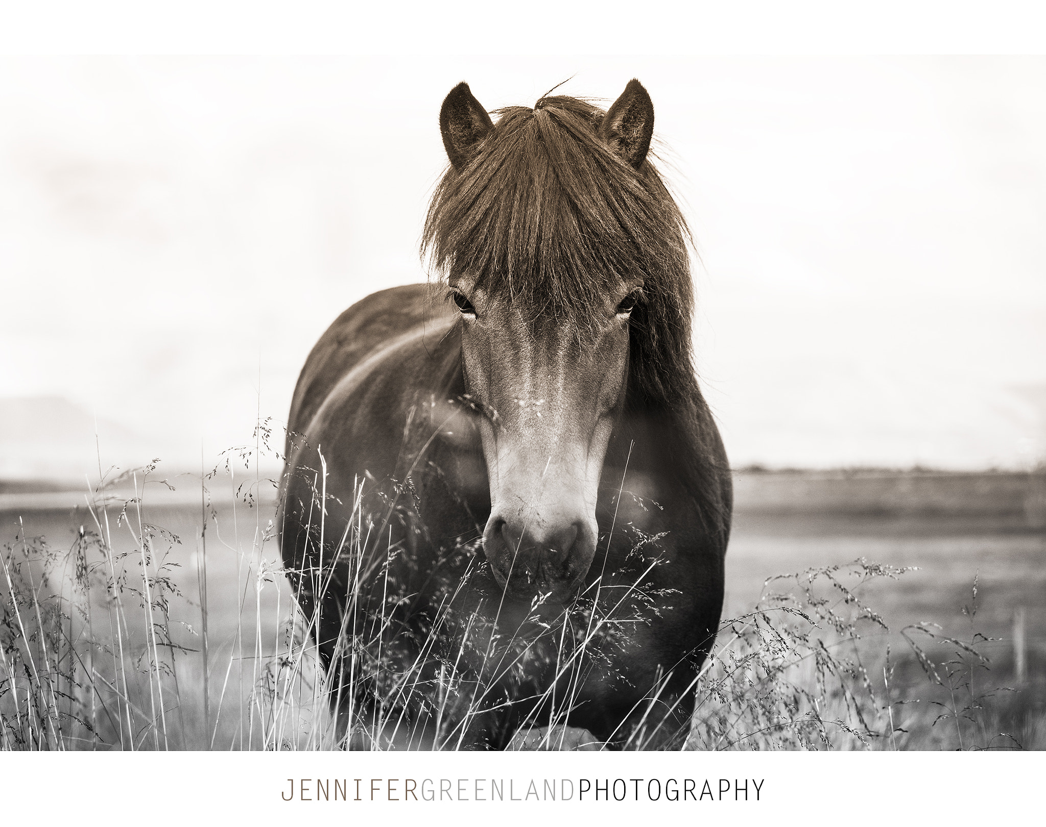 Canon EF 100-400mm F4.5-5.6L IS USM sample photo. Icelandic horse photography