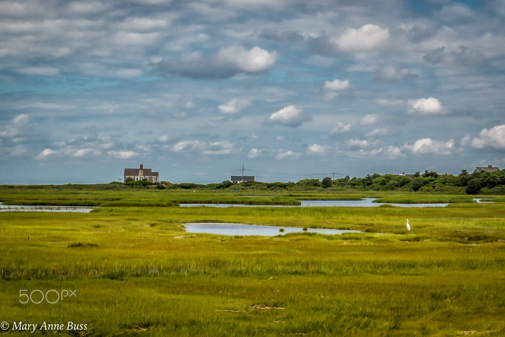 Canon EOS 70D + Canon EF 16-35mm F4L IS USM sample photo. Marsh along the falmouth bike path photography
