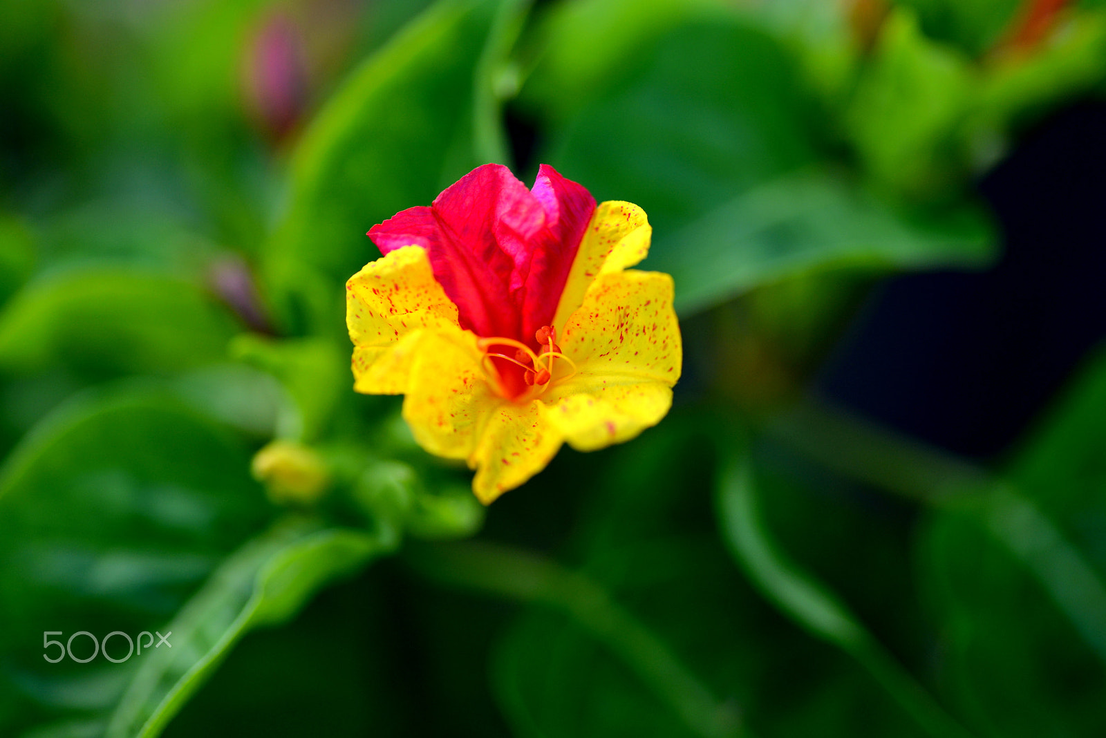 Nikon D600 sample photo. Hybrid! photography
