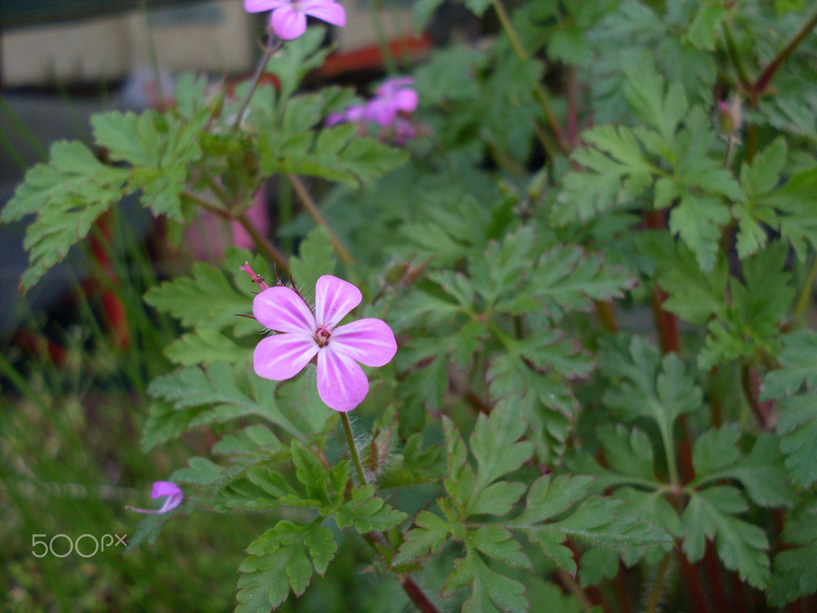 Samsung KENOX S860  / Samsung S860 sample photo. Pink on green photography