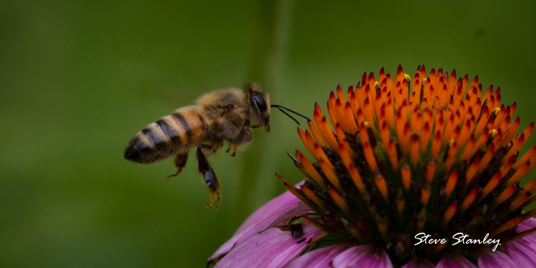 Canon EF 180mm F3.5L Macro USM sample photo. Bee on purple coneflower photography