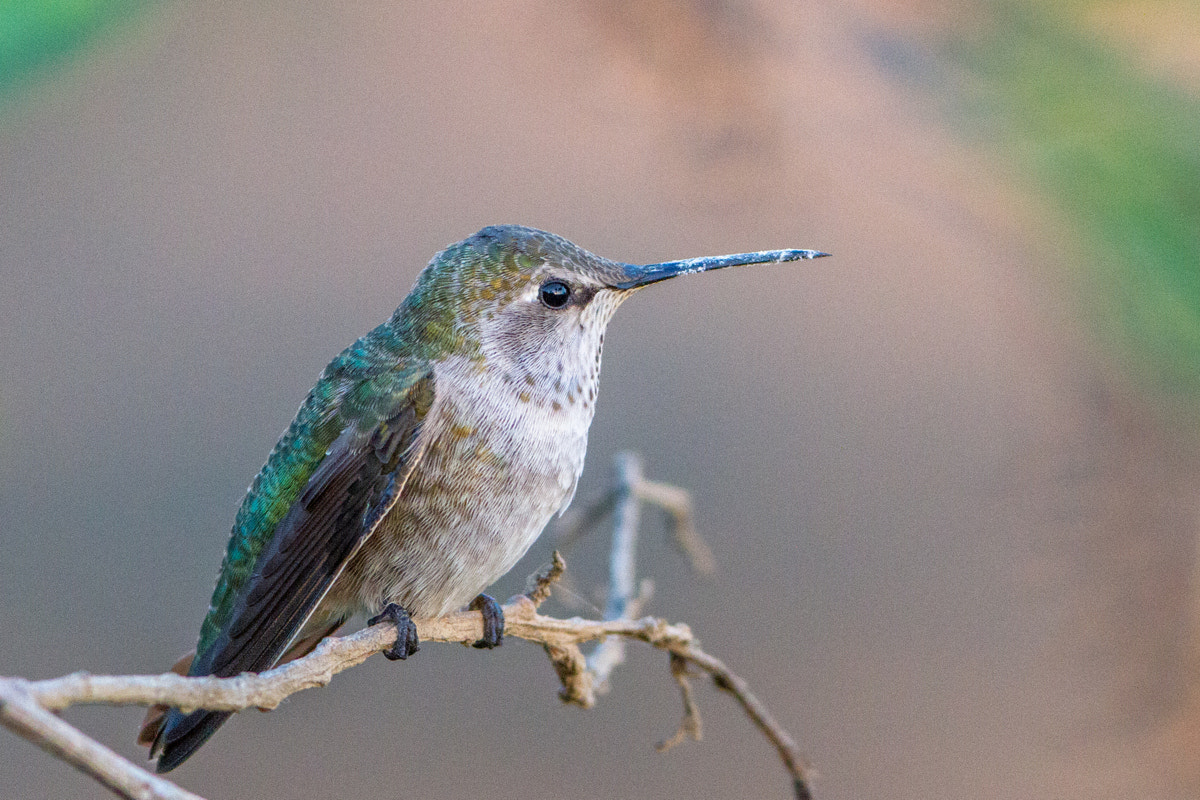Canon EF 200-400mm F4L IS USM Extender 1.4x sample photo. Anna's hummingbird photography