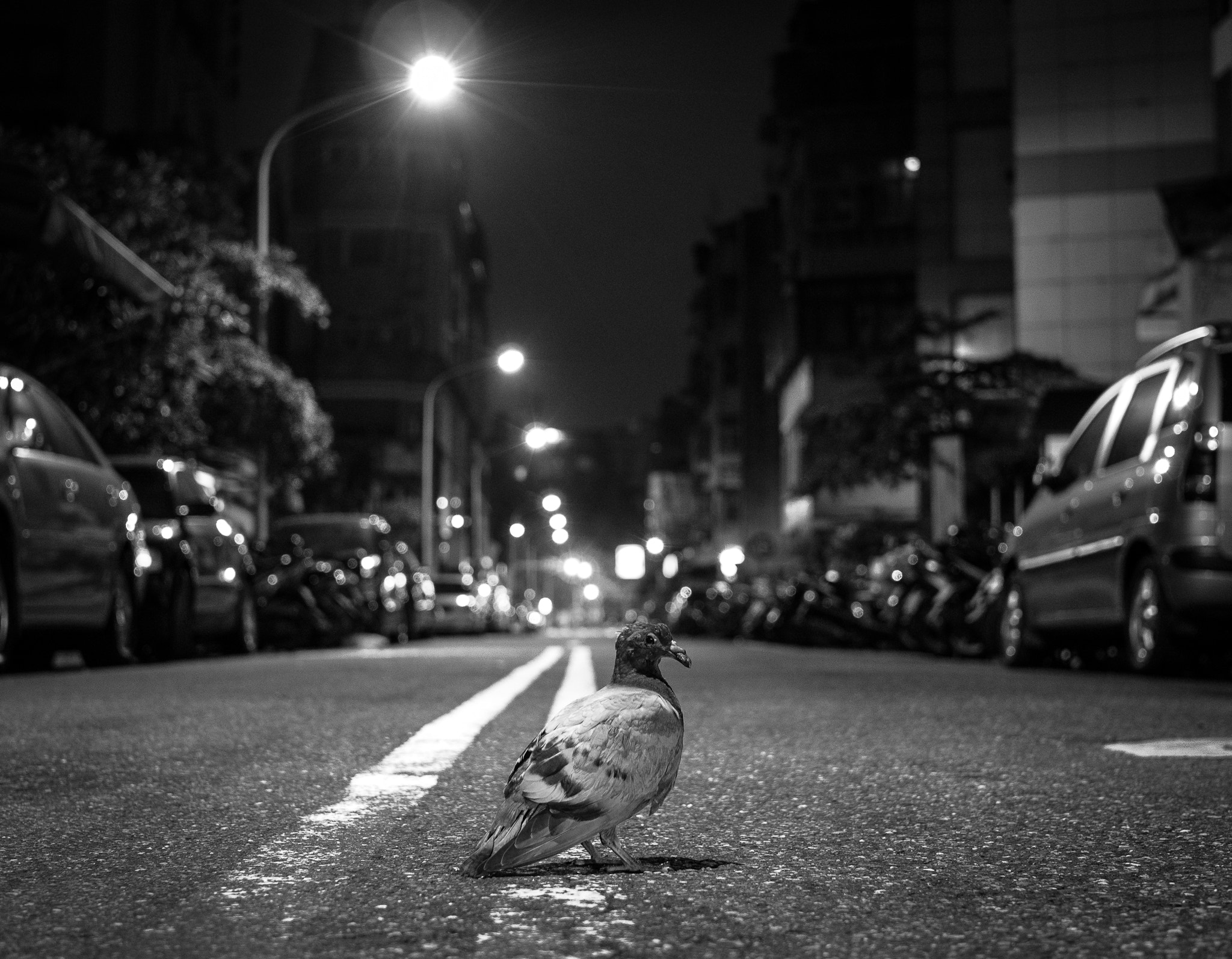 Sony Alpha NEX-5N + Sigma 30mm F2.8 EX DN sample photo. Hello pigeon photography