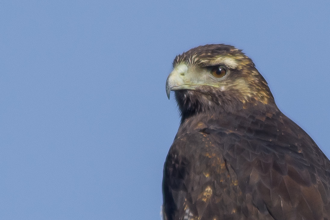 Sigma 150-500mm F5-6.3 DG OS HSM sample photo. Aguila photography