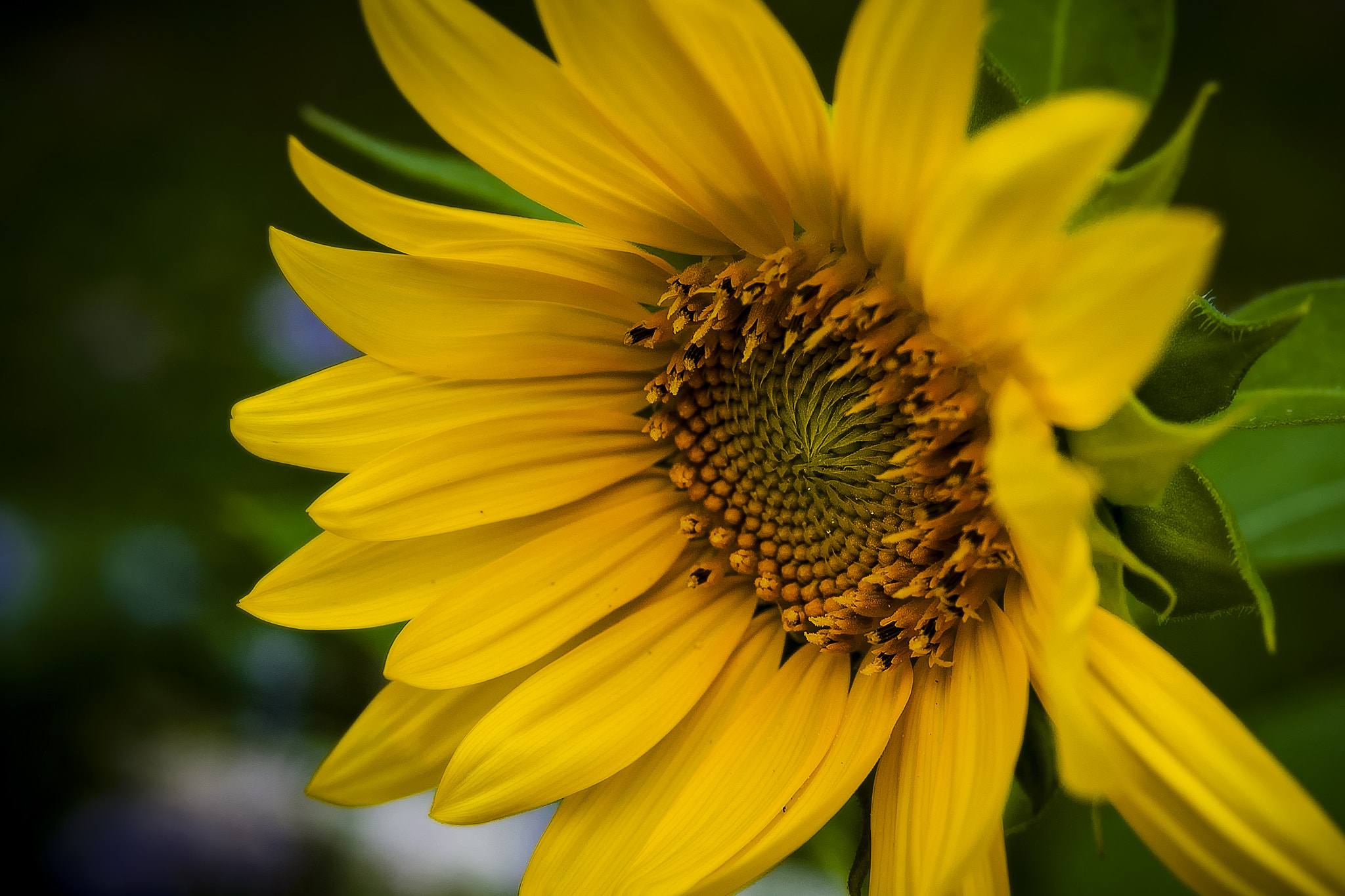 Nikon D300S sample photo. Let the sun in photography