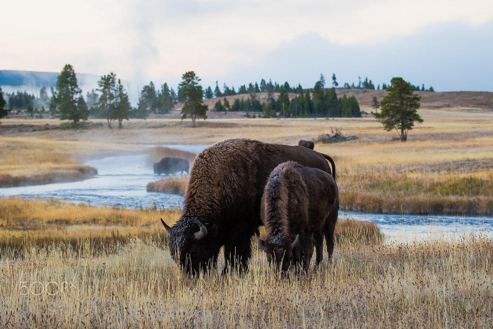 Canon EF 100-400mm F4.5-5.6L IS USM sample photo. Bison, yellowstone photography