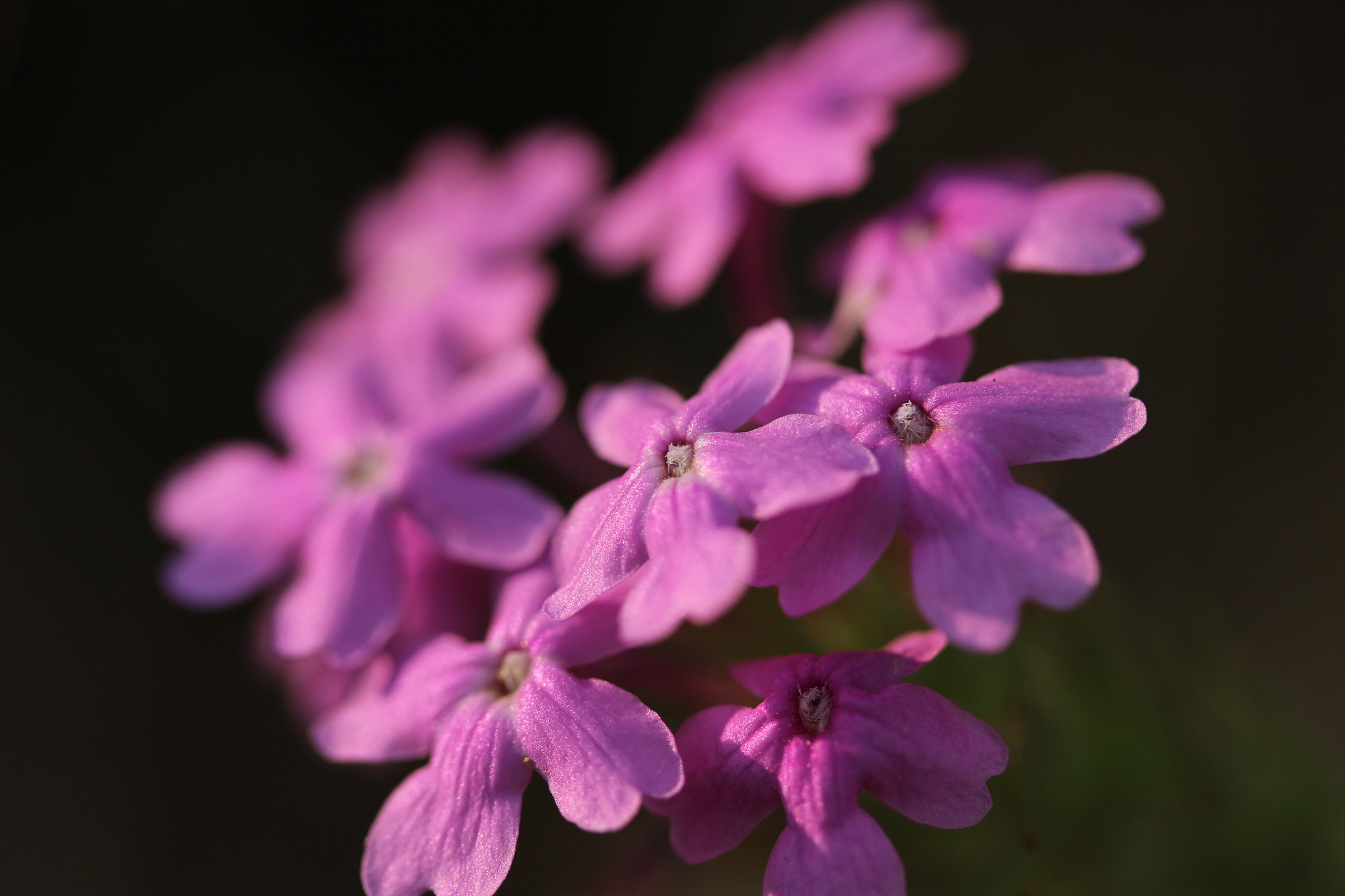 Canon EF-S 60mm F2.8 Macro USM sample photo. Facing the sun photography