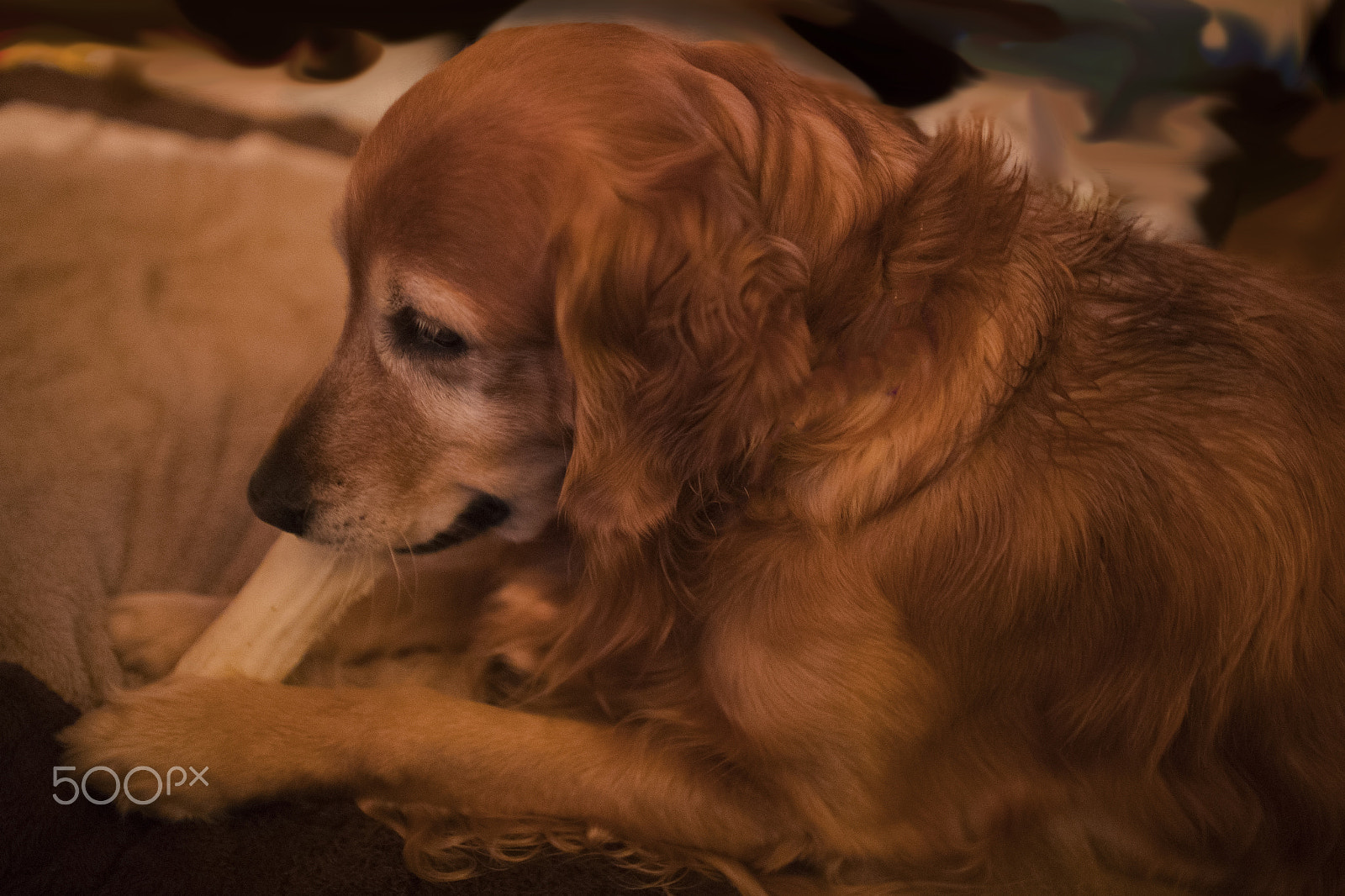 Canon EF 24mm f/1.4L sample photo. Gus chews a rawhide bone 10703 photography