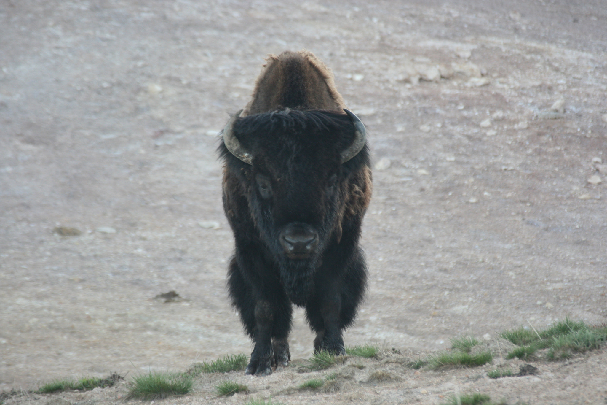 Canon EF 100-300mm f/5.6 sample photo. Bison head on photography