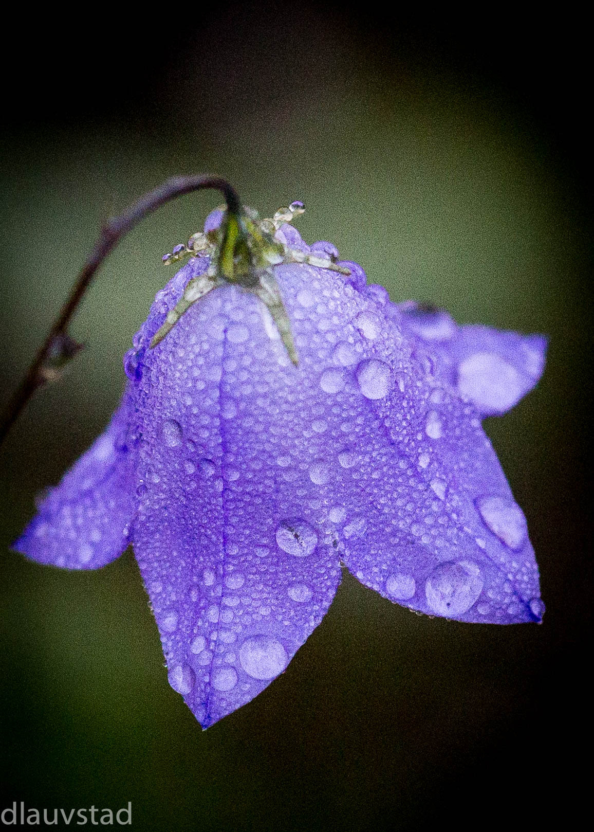 Canon EF 100mm F2.8 Macro USM sample photo. Harebell photography