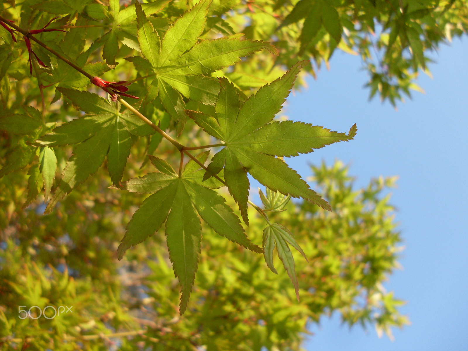 Samsung KENOX S860  / Samsung S860 sample photo. Japanese maple leaves photography