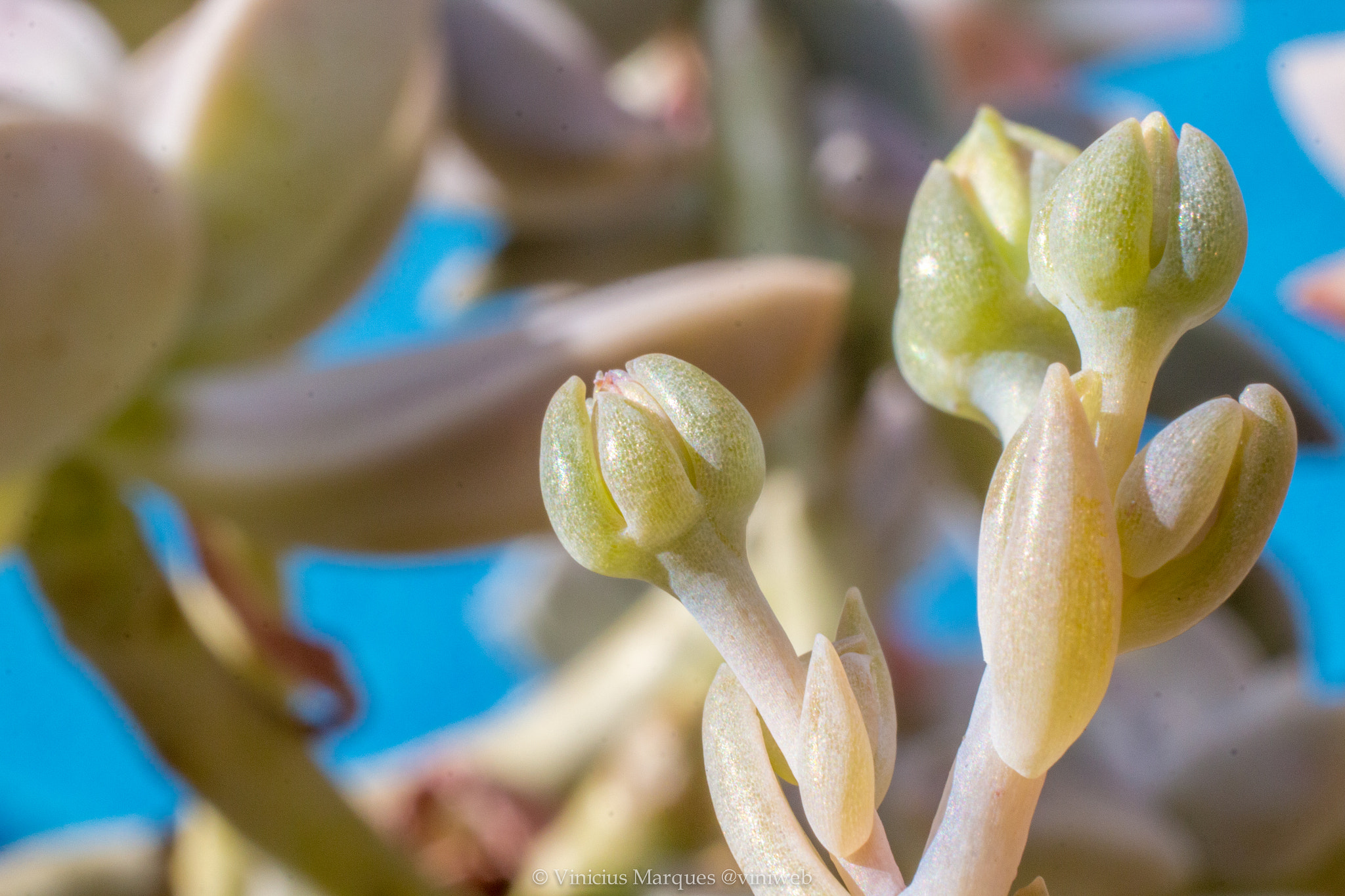 Canon EF 40mm F2.8 STM sample photo. 28340702986.jpg photography