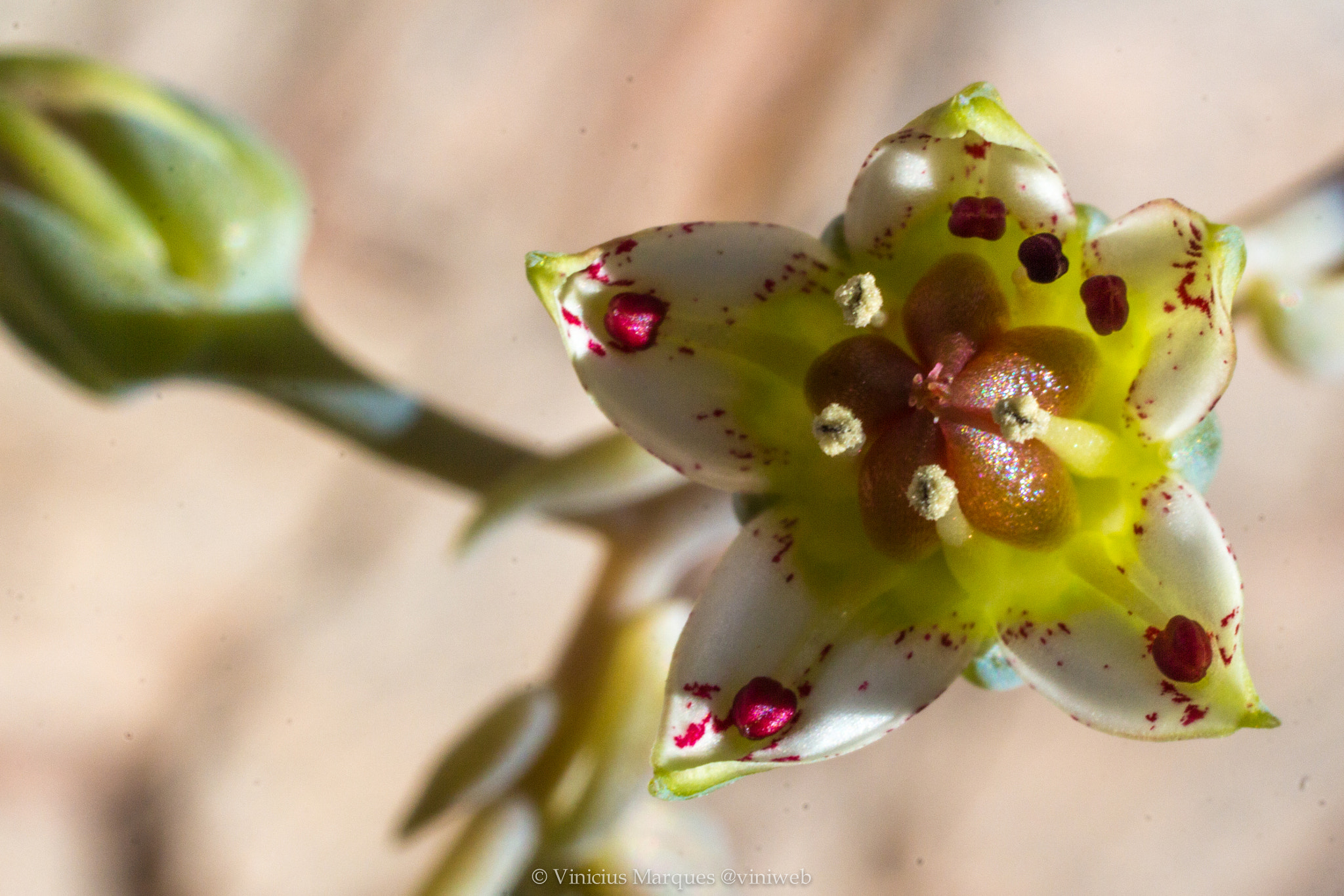 Canon EF 40mm F2.8 STM sample photo. 28374235035.jpg photography