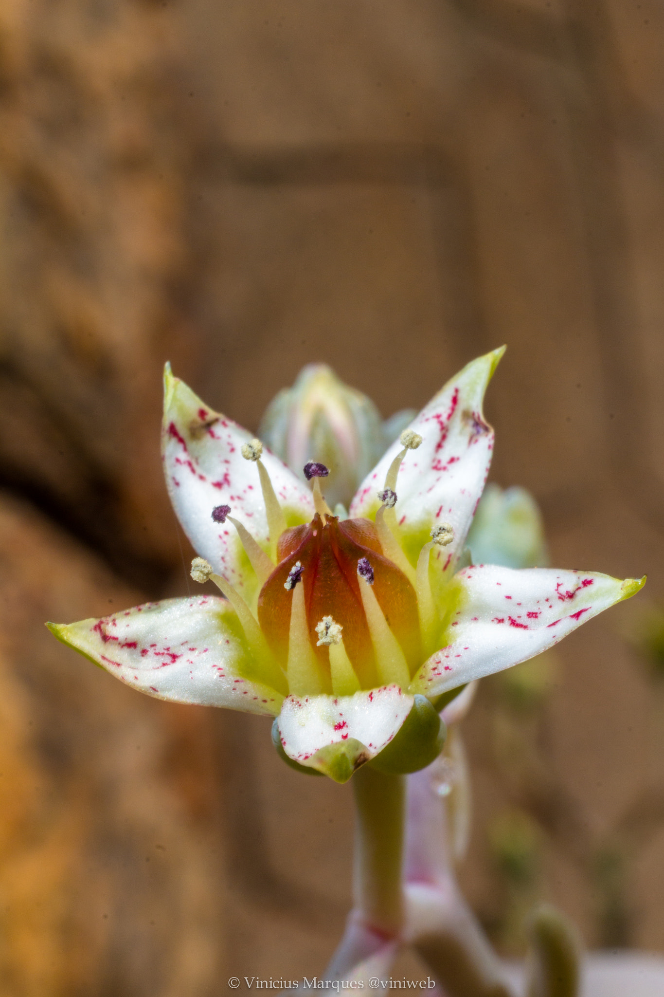 Canon EF 40mm F2.8 STM sample photo. 28340717716.jpg photography