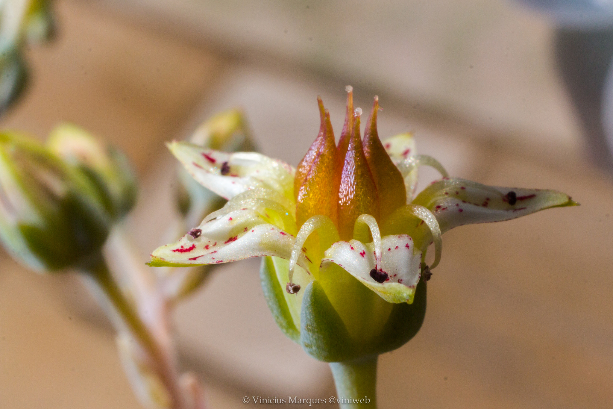 Canon EF 40mm F2.8 STM sample photo. 27757524694.jpg photography