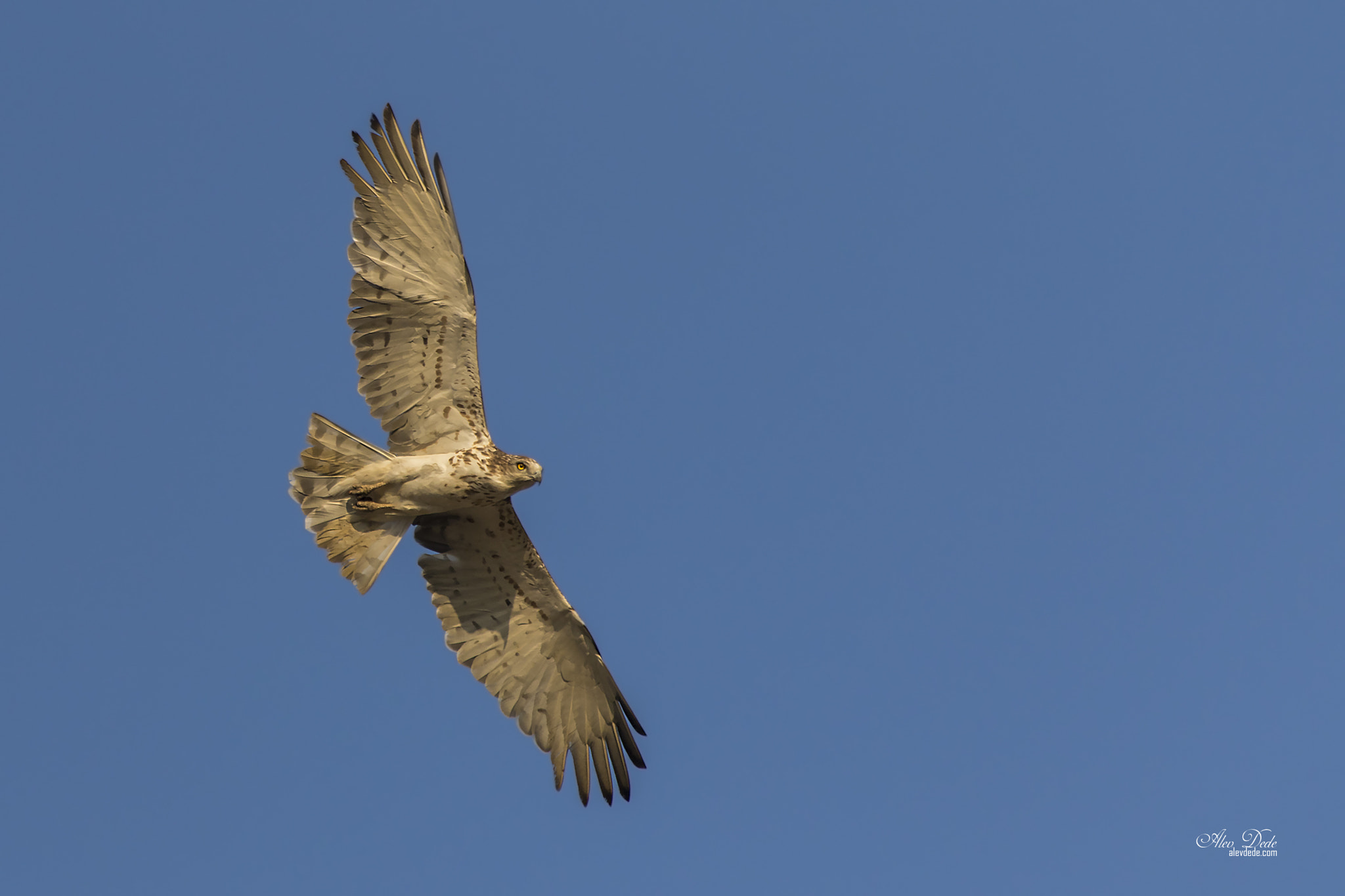 Canon EOS 7D Mark II + Canon EF 100-400mm F4.5-5.6L IS USM sample photo. Yılan kartalı » short-toed snake eagle photography