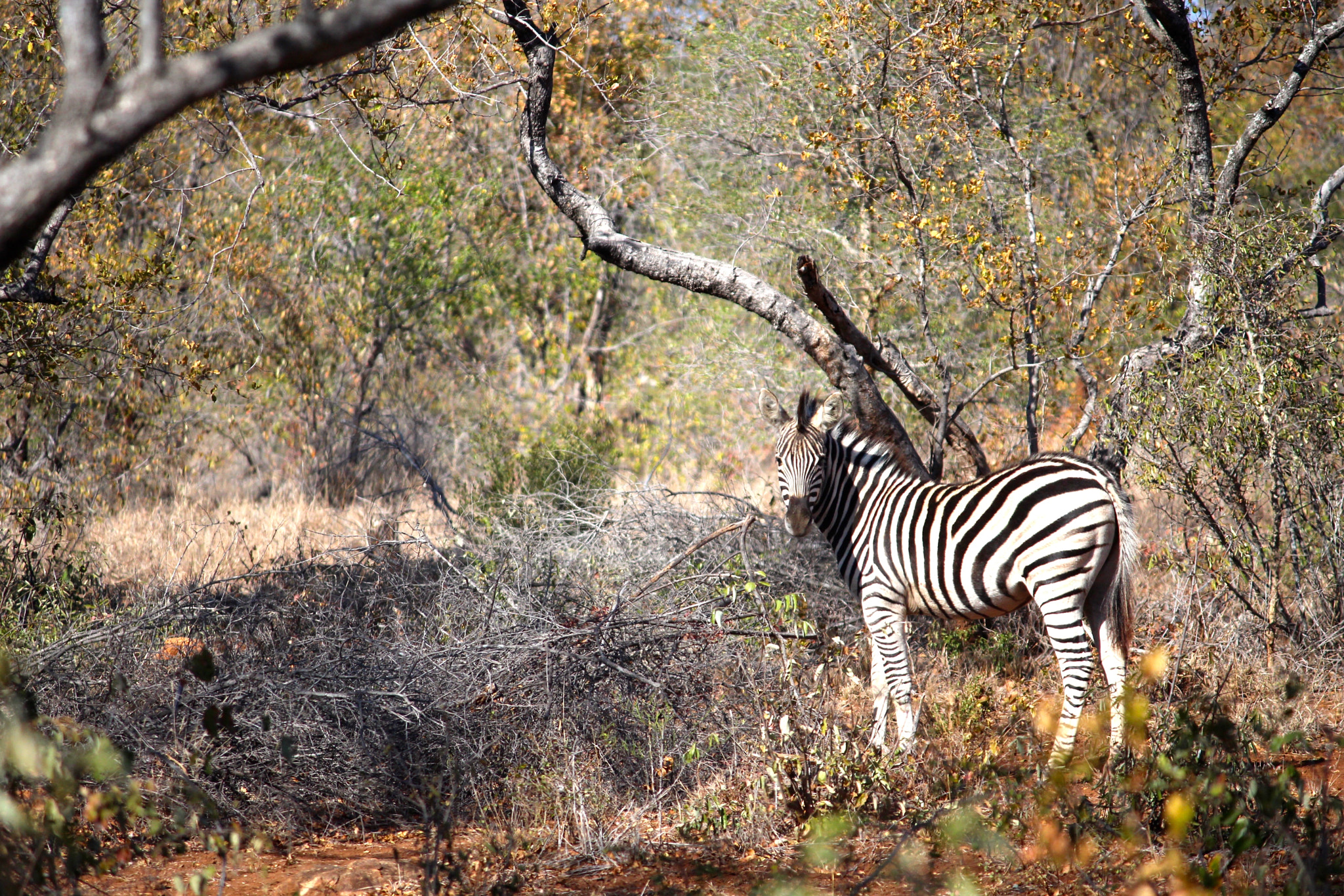 Canon EF-S 55-250mm F4-5.6 IS sample photo. Zebra photography