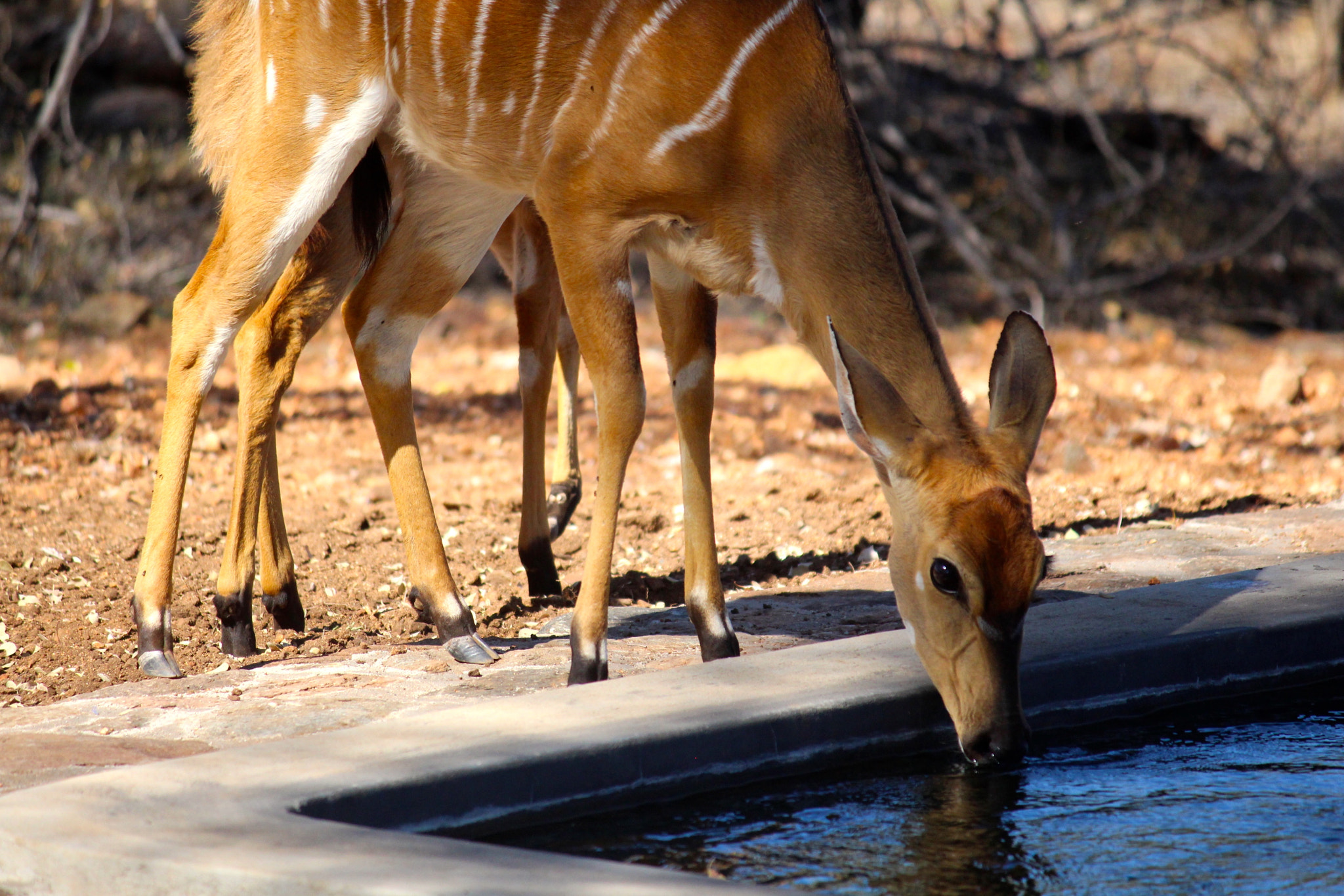 Canon EF-S 55-250mm F4-5.6 IS sample photo. Nyala photography