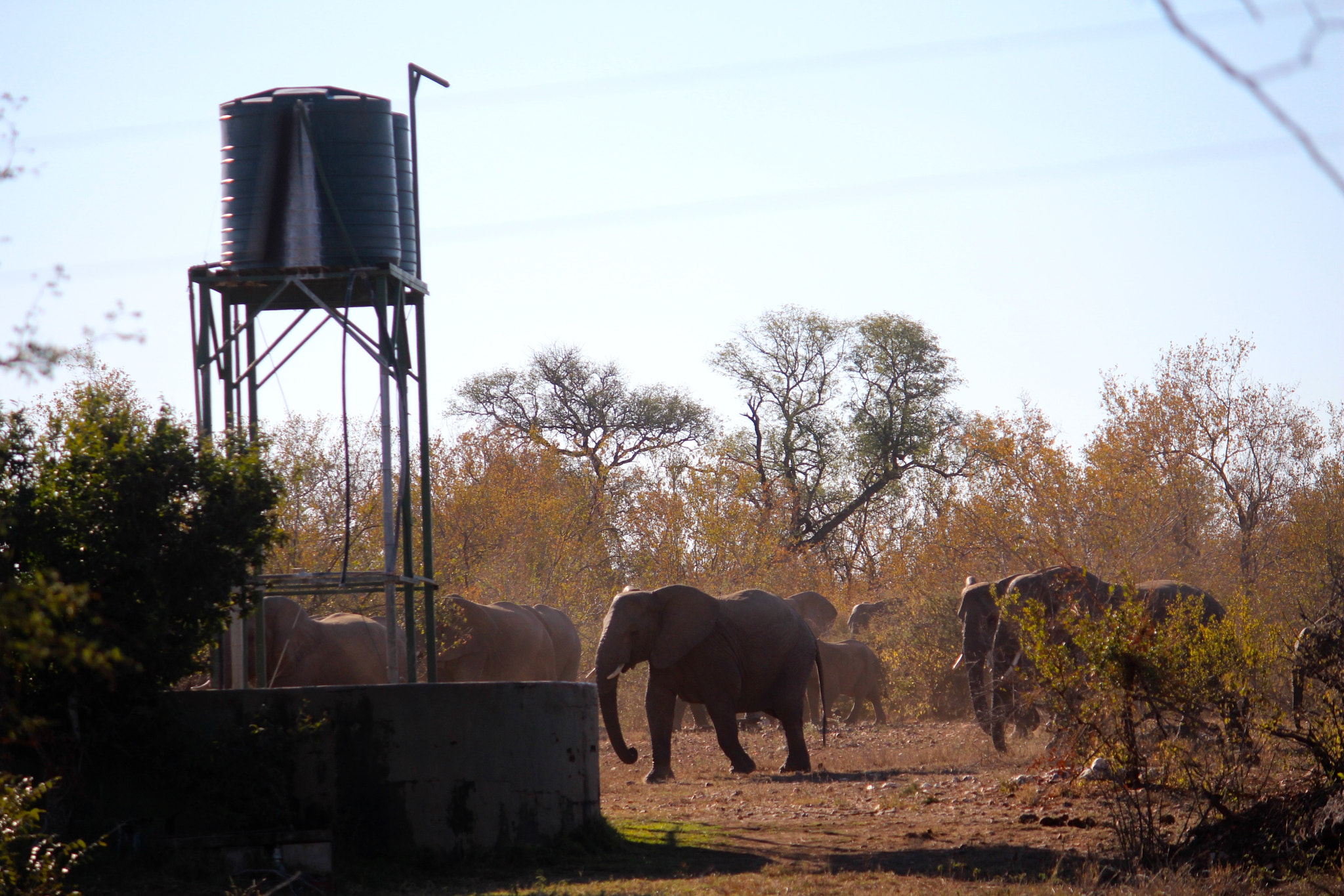 Canon EF-S 55-250mm F4-5.6 IS sample photo. Borehole ele's photography