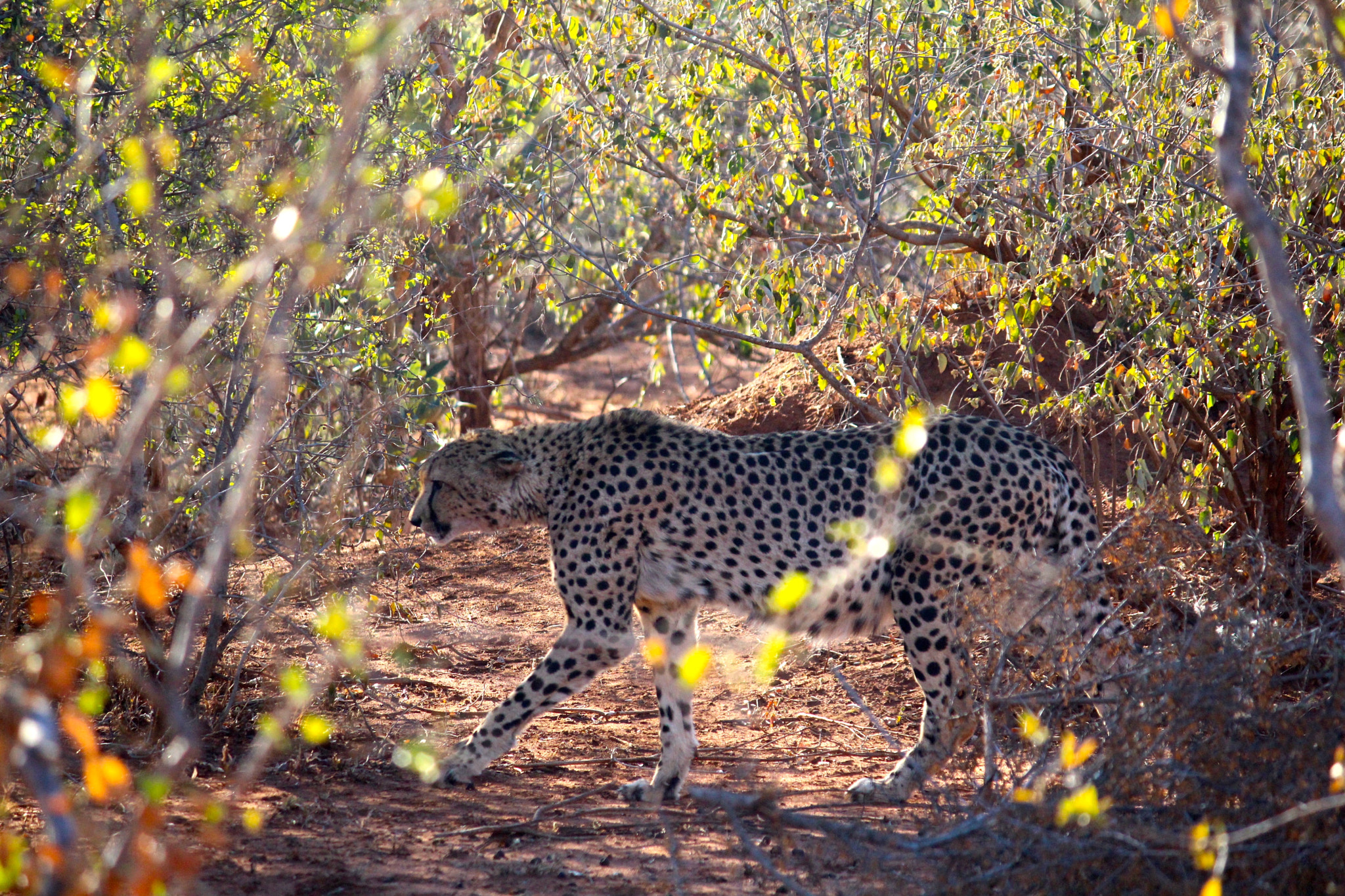 Canon EF-S 55-250mm F4-5.6 IS sample photo. Wild cheetah photography