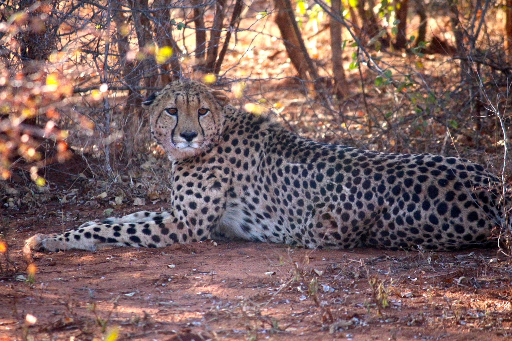 Canon EF-S 55-250mm F4-5.6 IS sample photo. Female cheetah photography