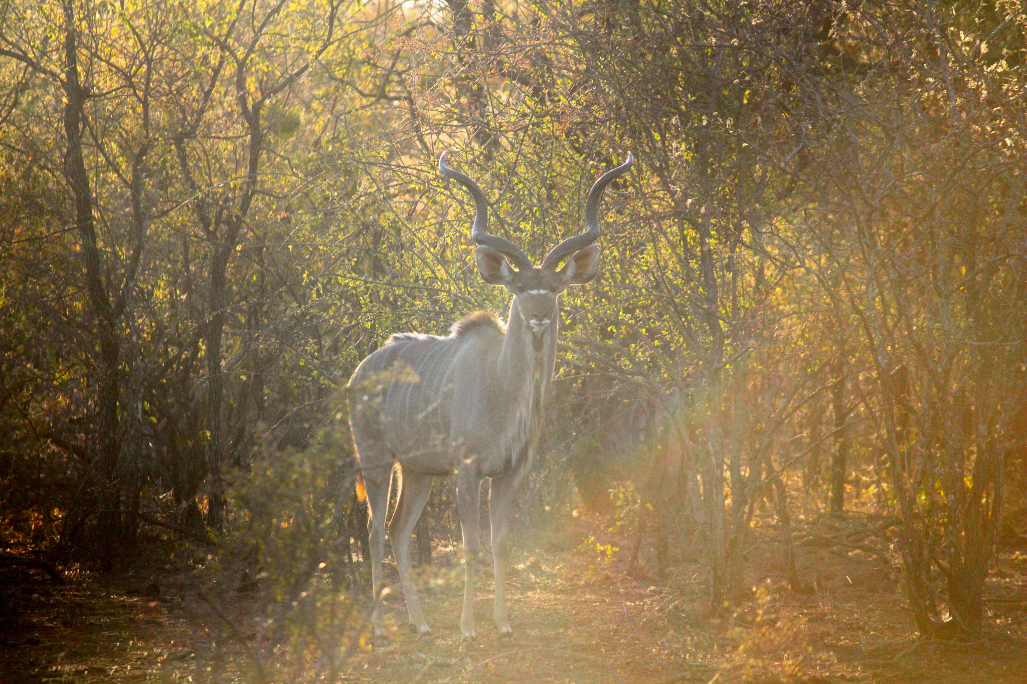 Canon EF-S 55-250mm F4-5.6 IS sample photo. Male nyala photography