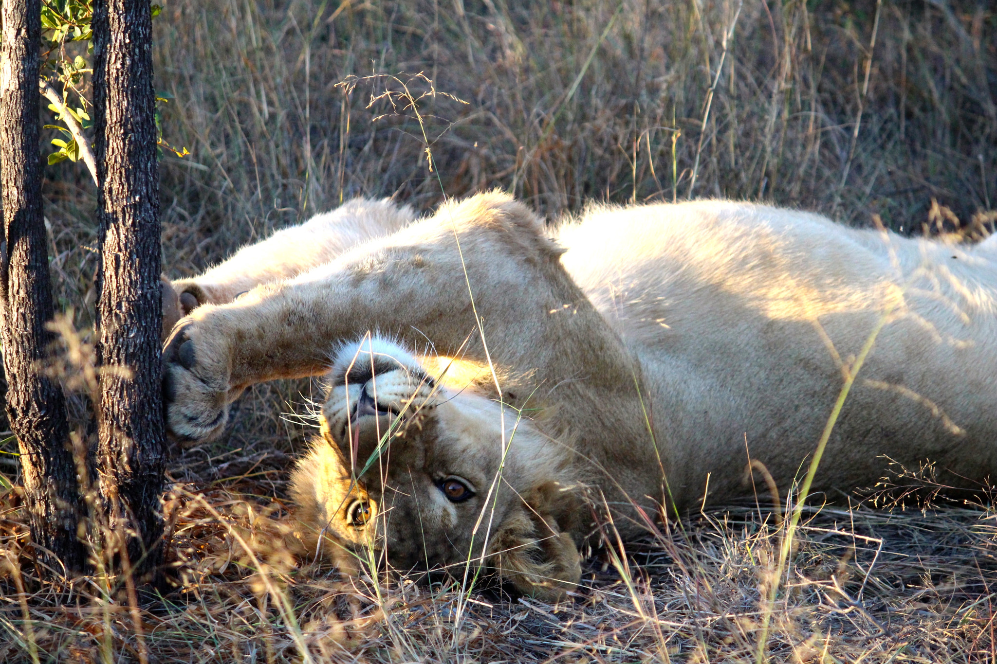 Canon EF-S 55-250mm F4-5.6 IS sample photo. Garonga juvenile_1 photography