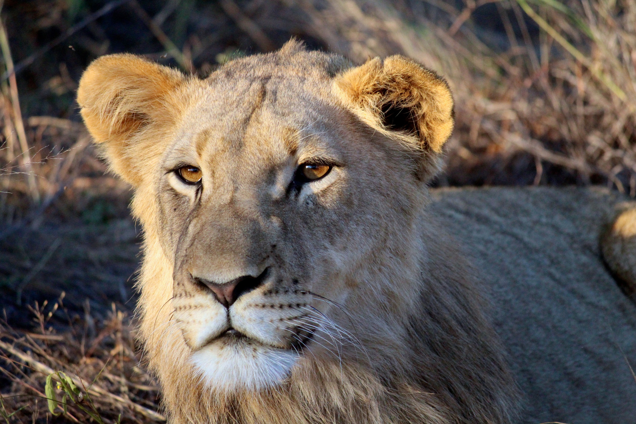 Canon EF-S 55-250mm F4-5.6 IS sample photo. Garonga pride photography