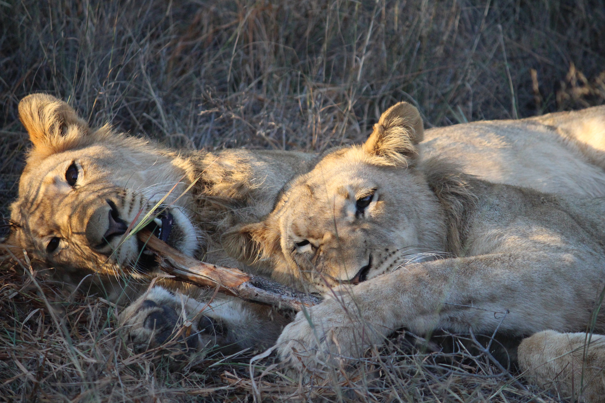 Canon EF-S 55-250mm F4-5.6 IS sample photo. Big cats photography