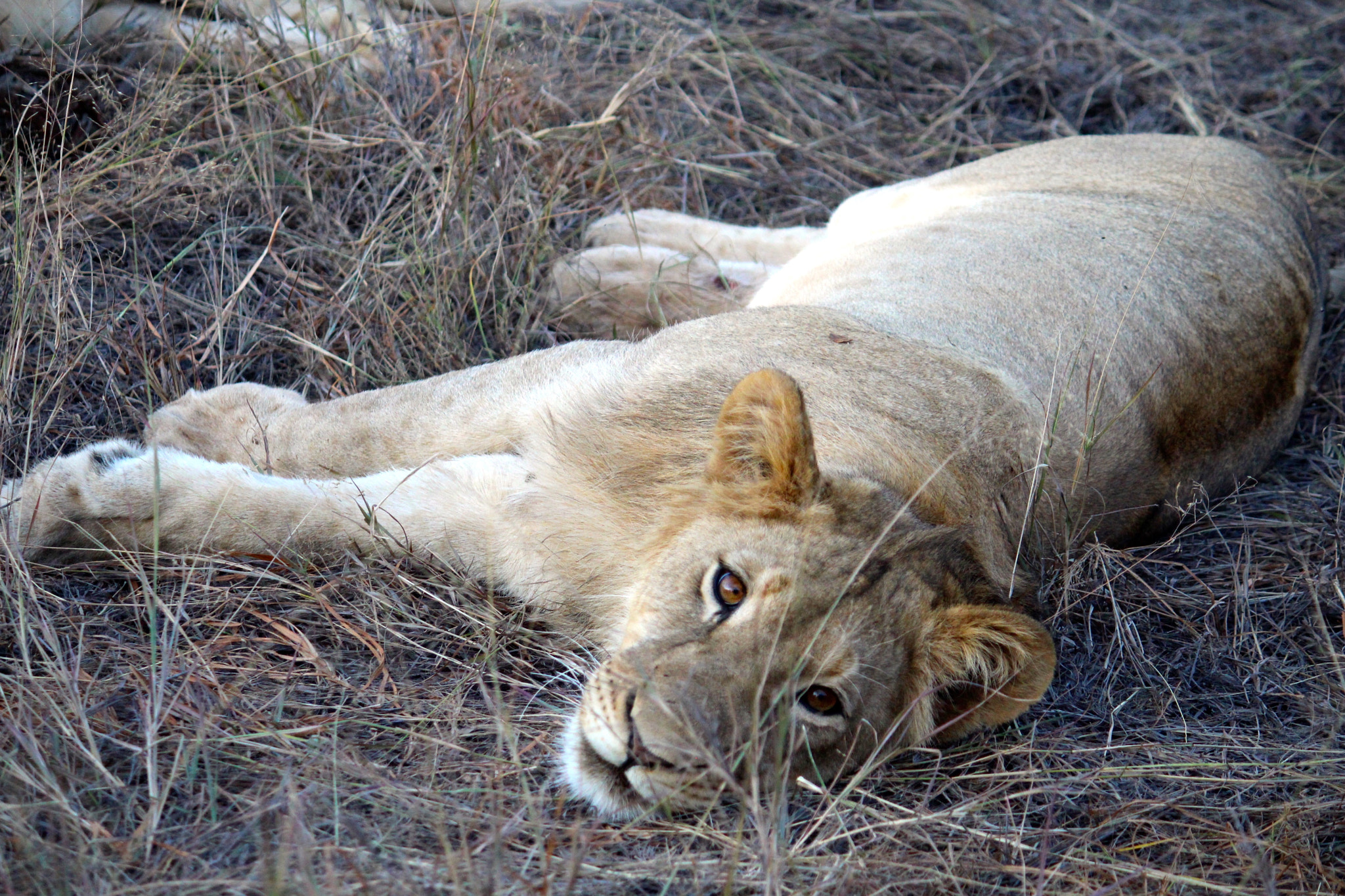 Canon EF-S 55-250mm F4-5.6 IS sample photo. Lounging lion photography